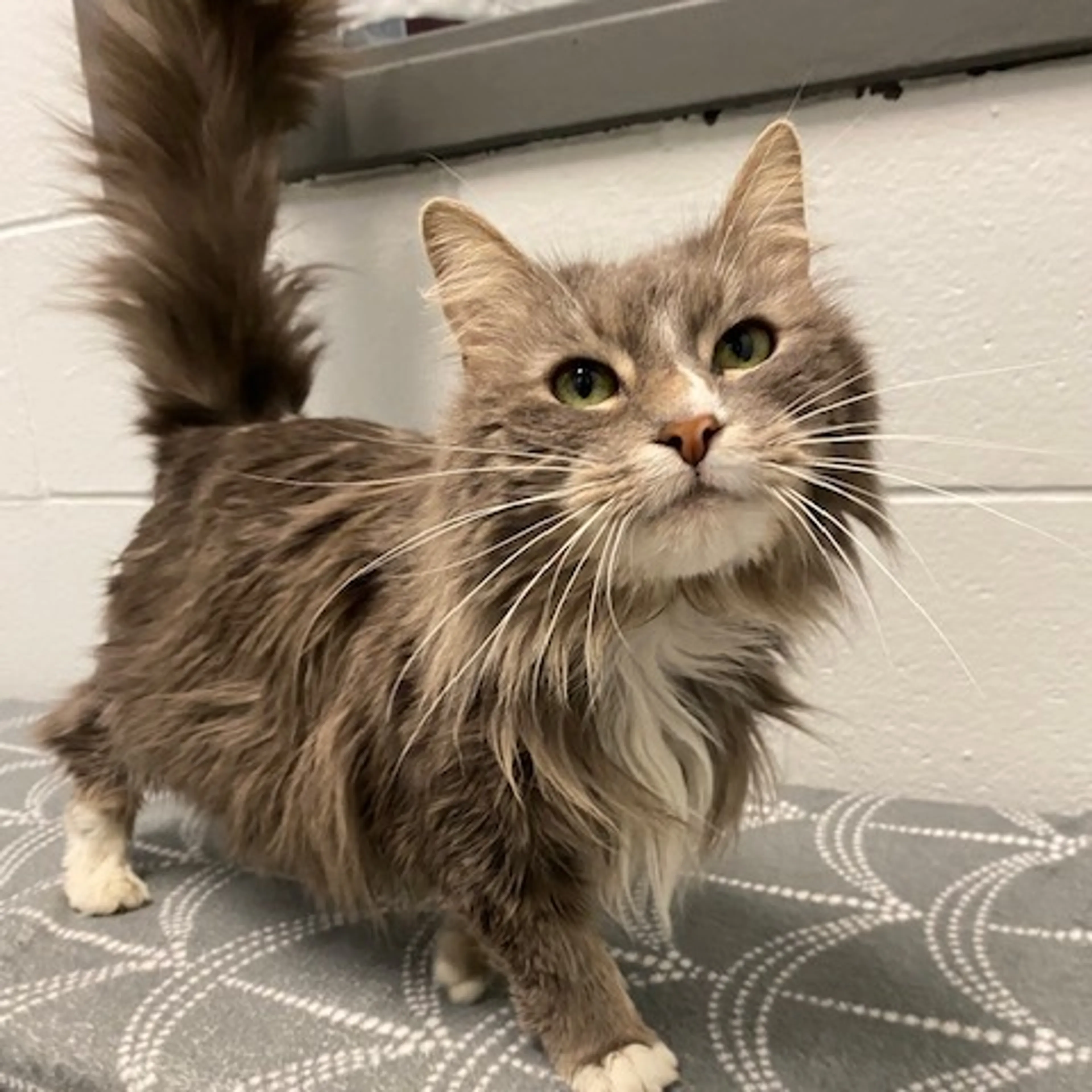 Found pet-1