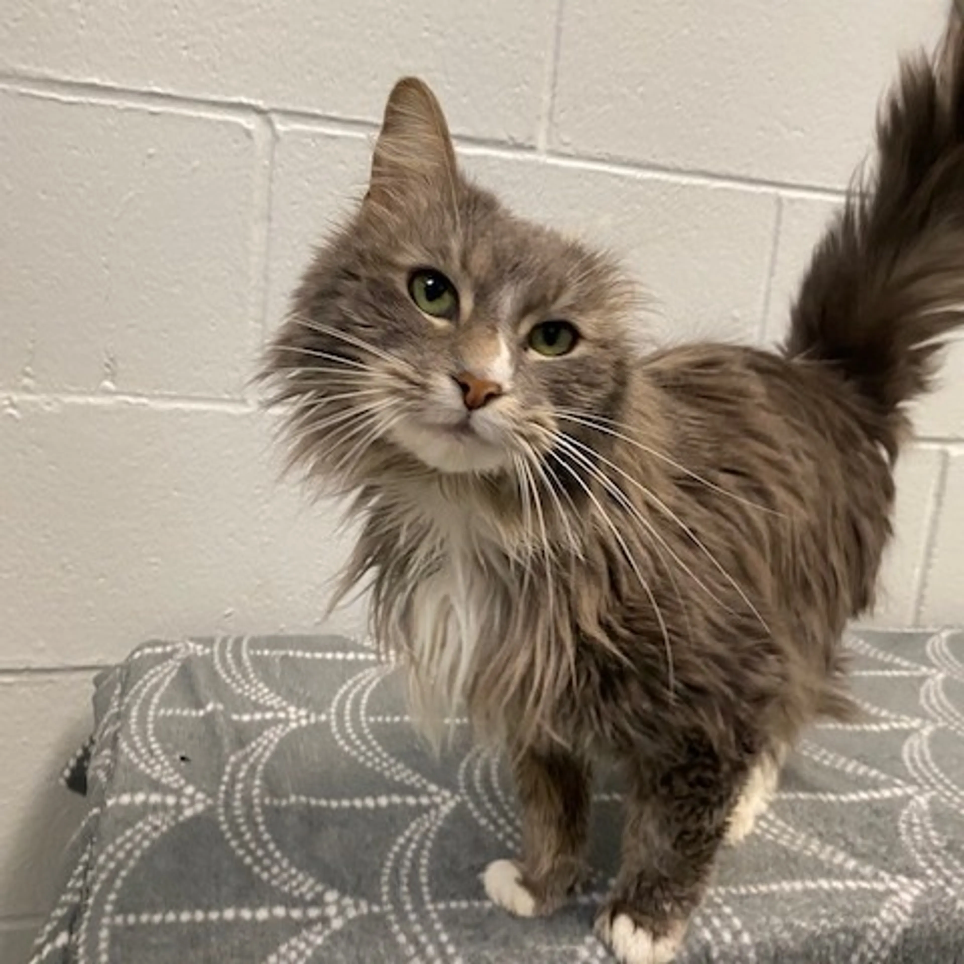 Found pet-2