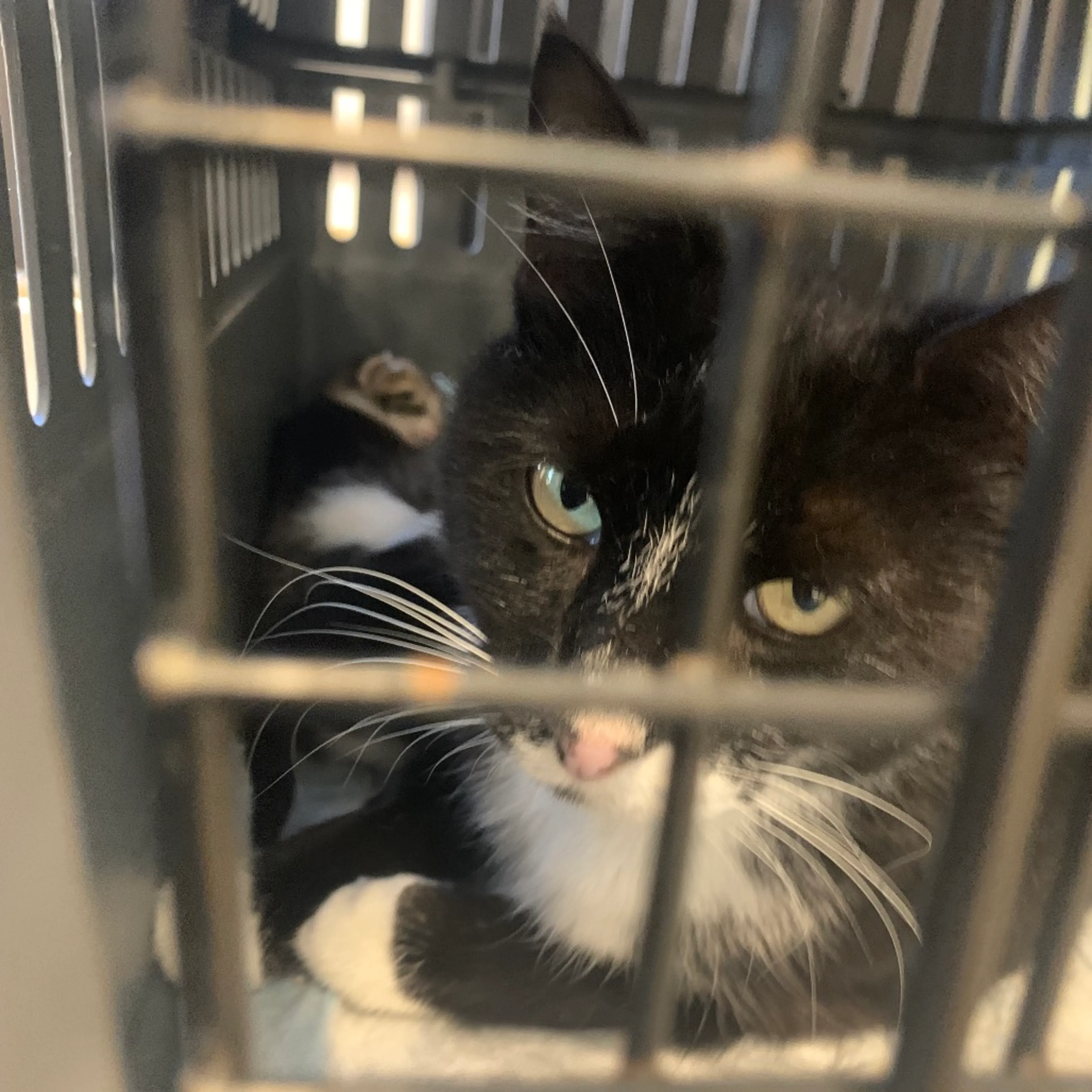 Found pet-1