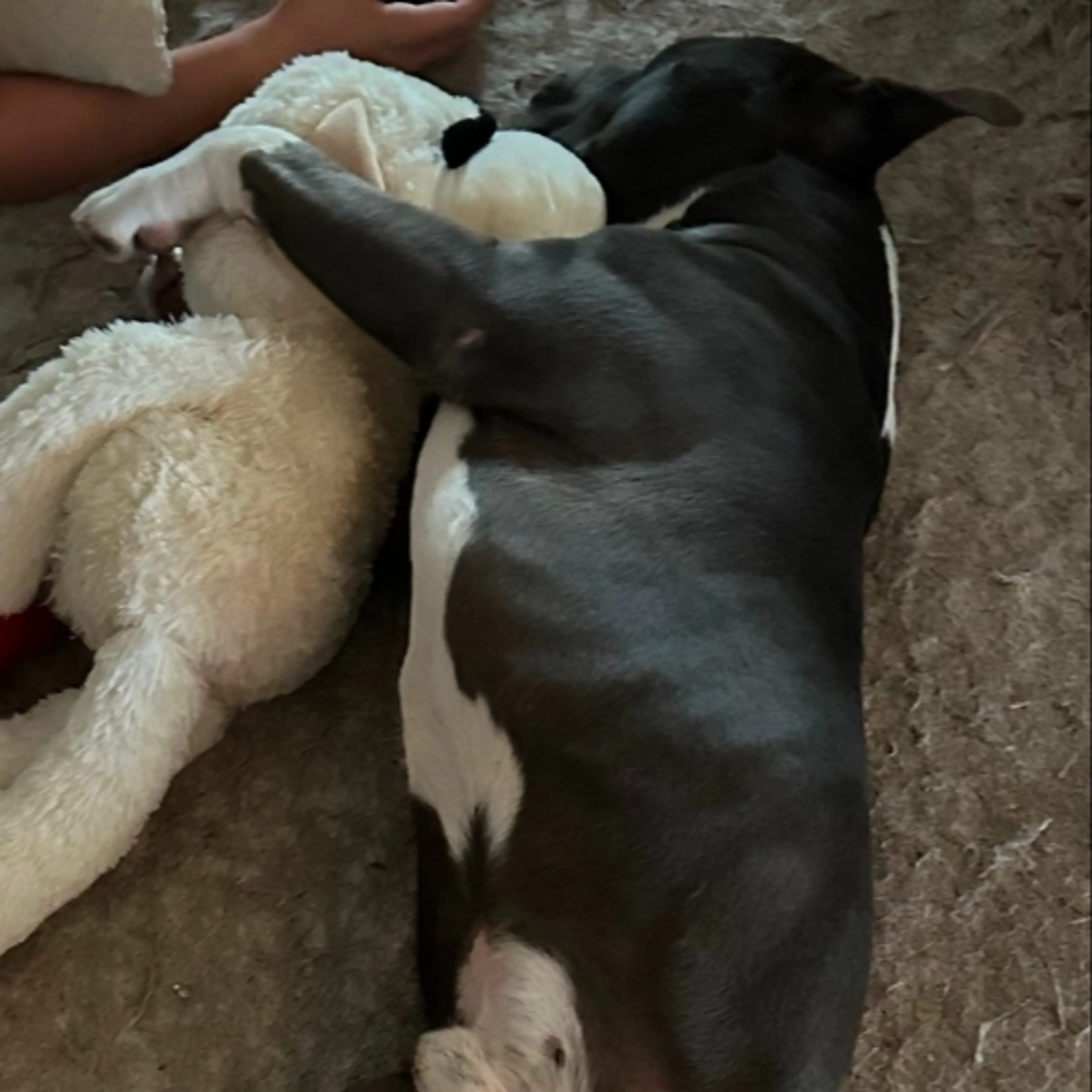 Lost pet-1