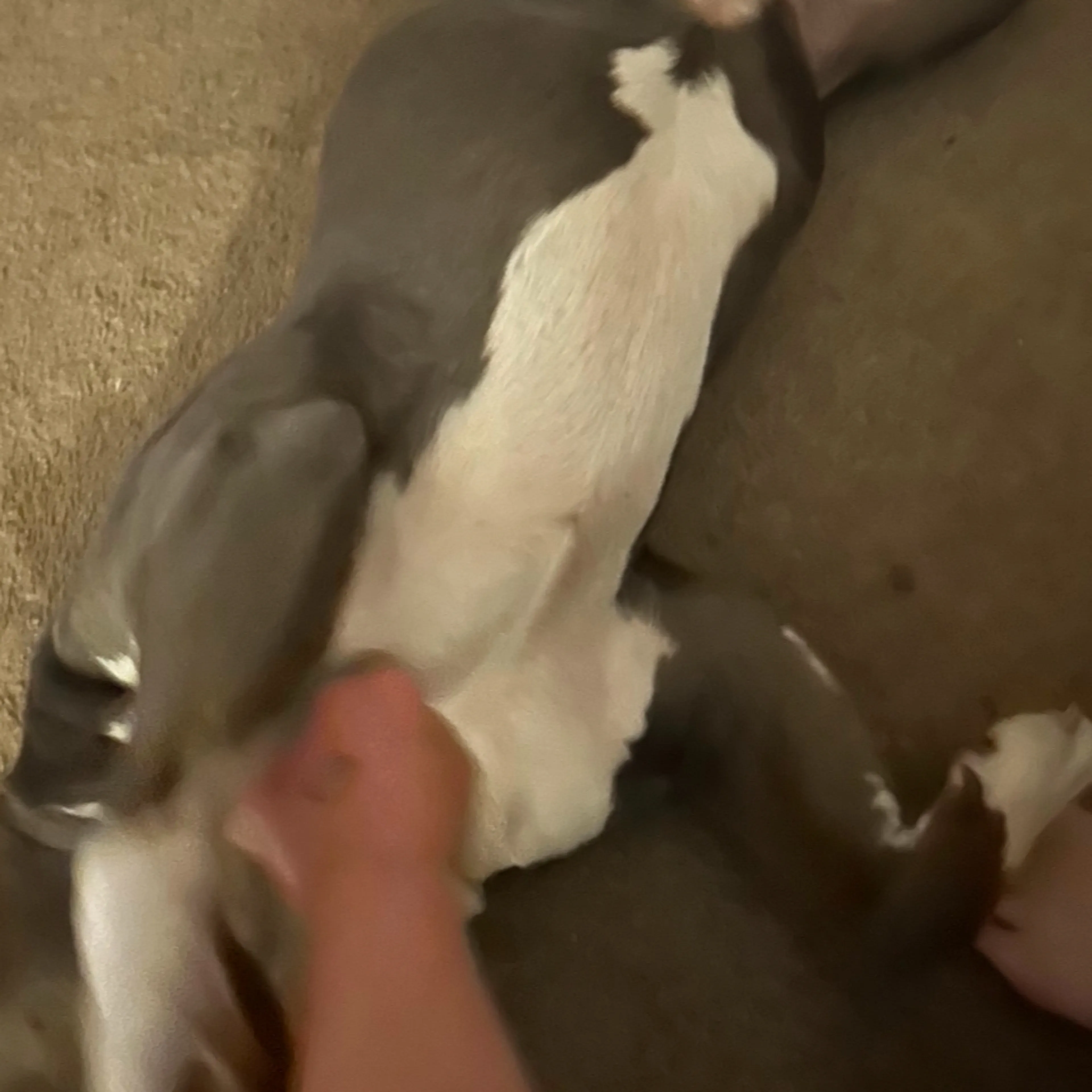 Lost pet-3