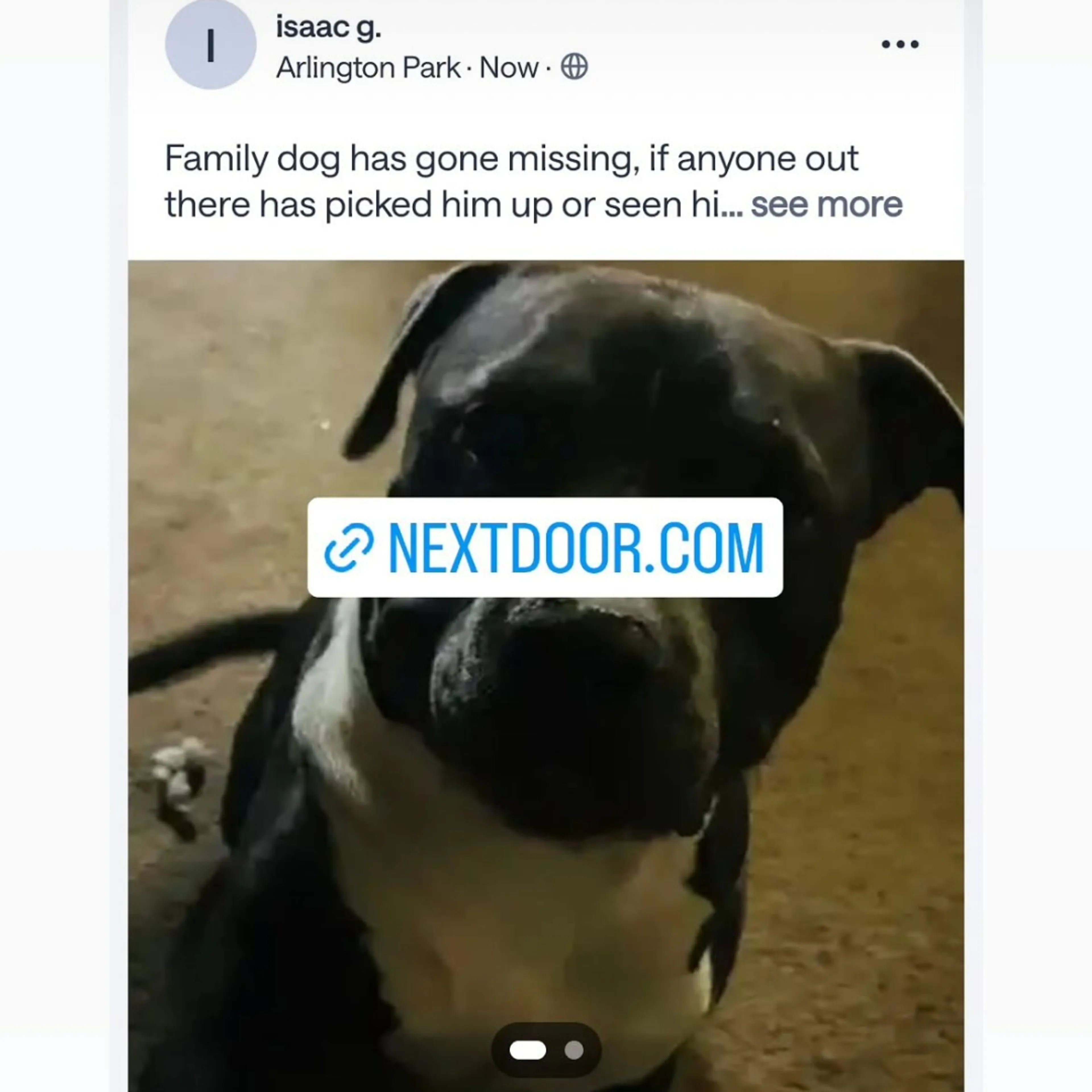 Lost pet-2