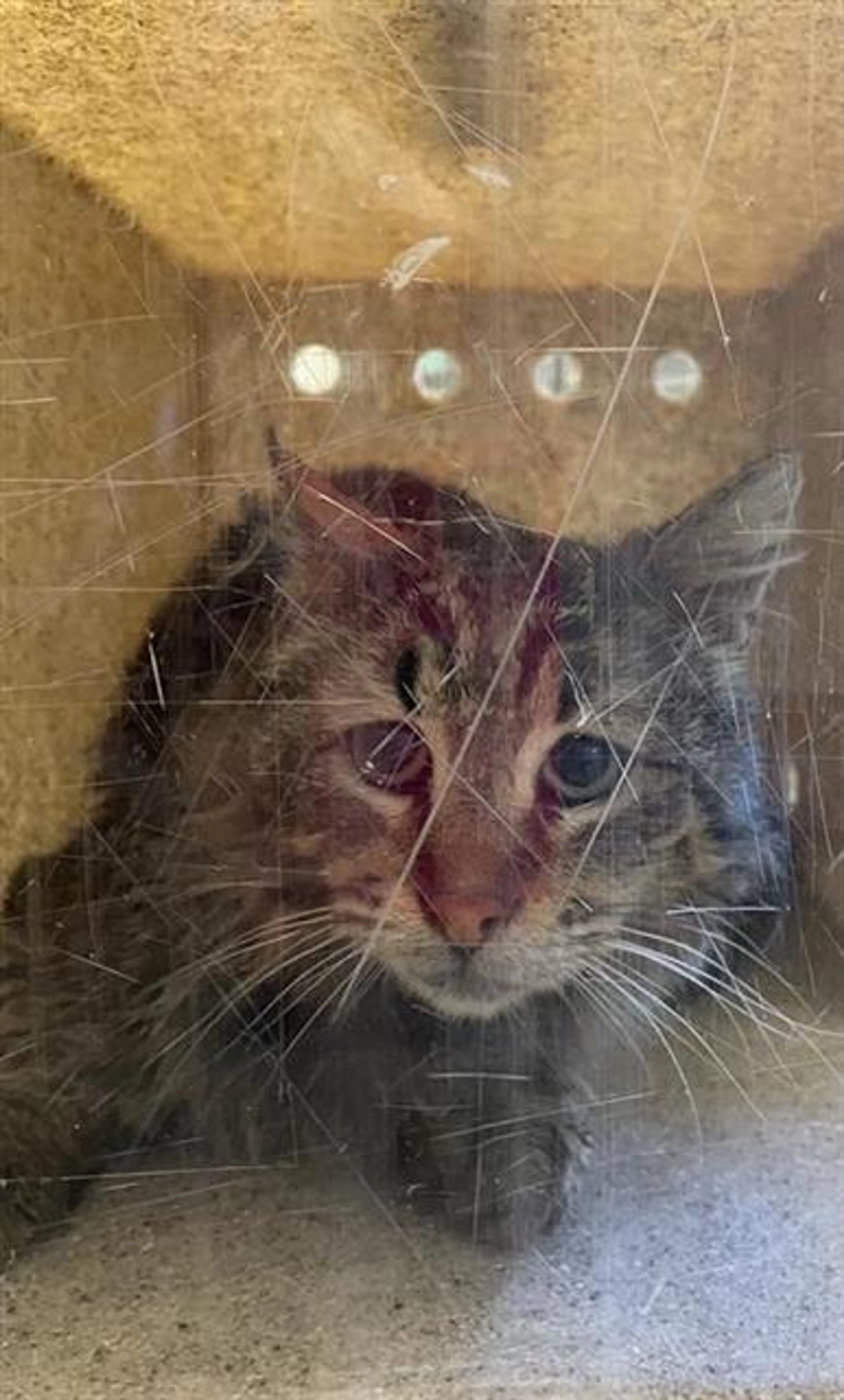 Found pet