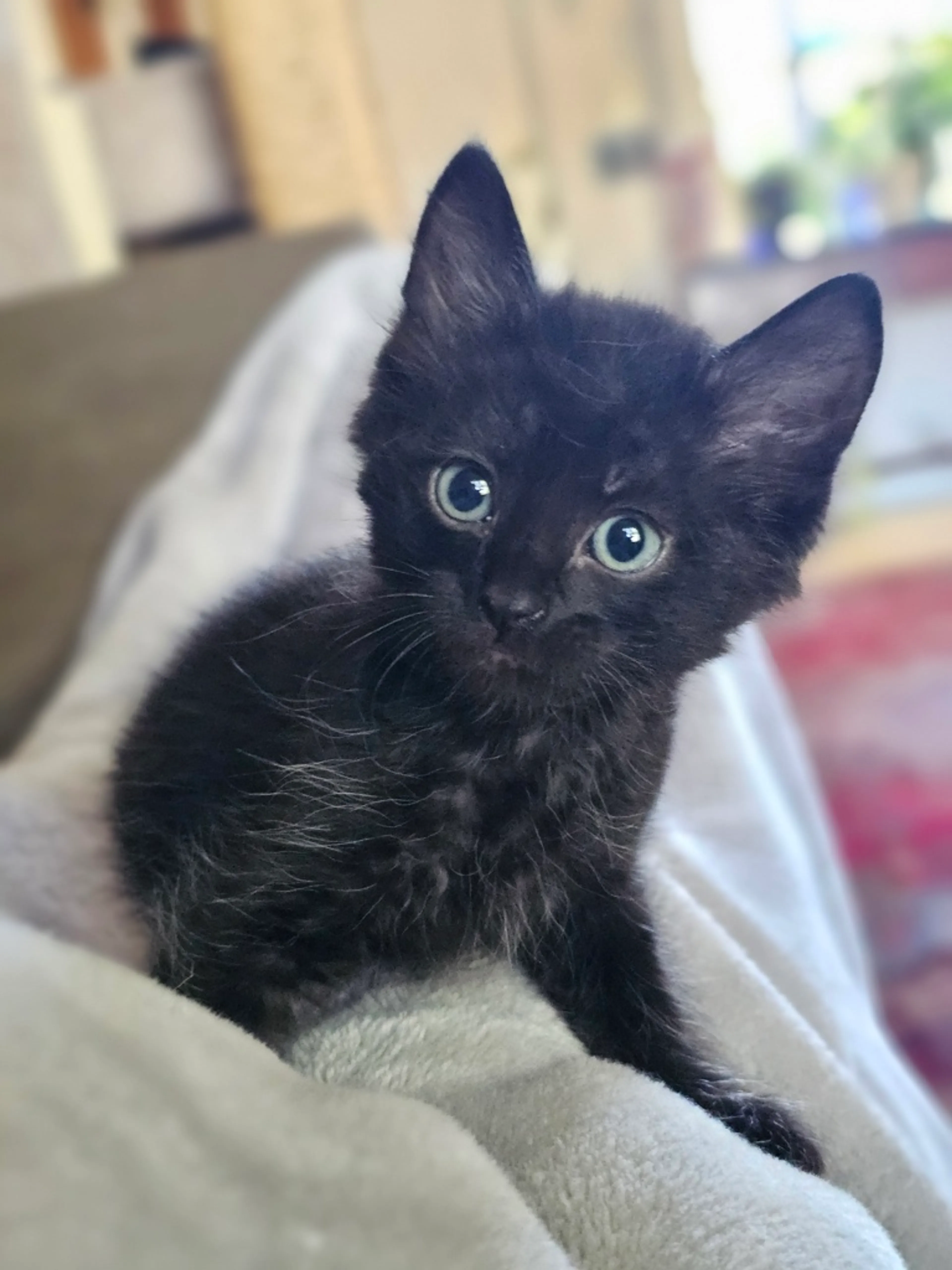 Found pet