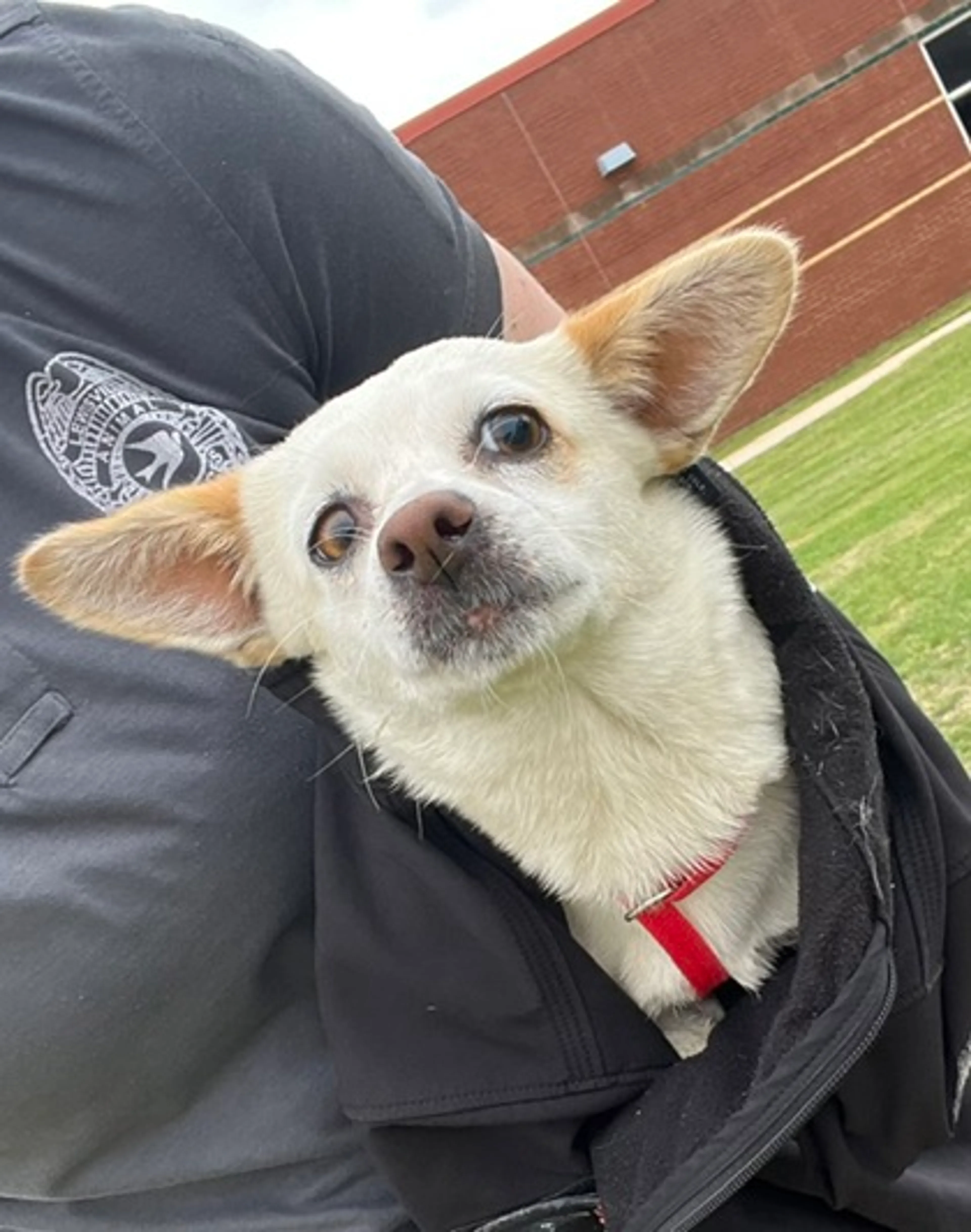 Found pet