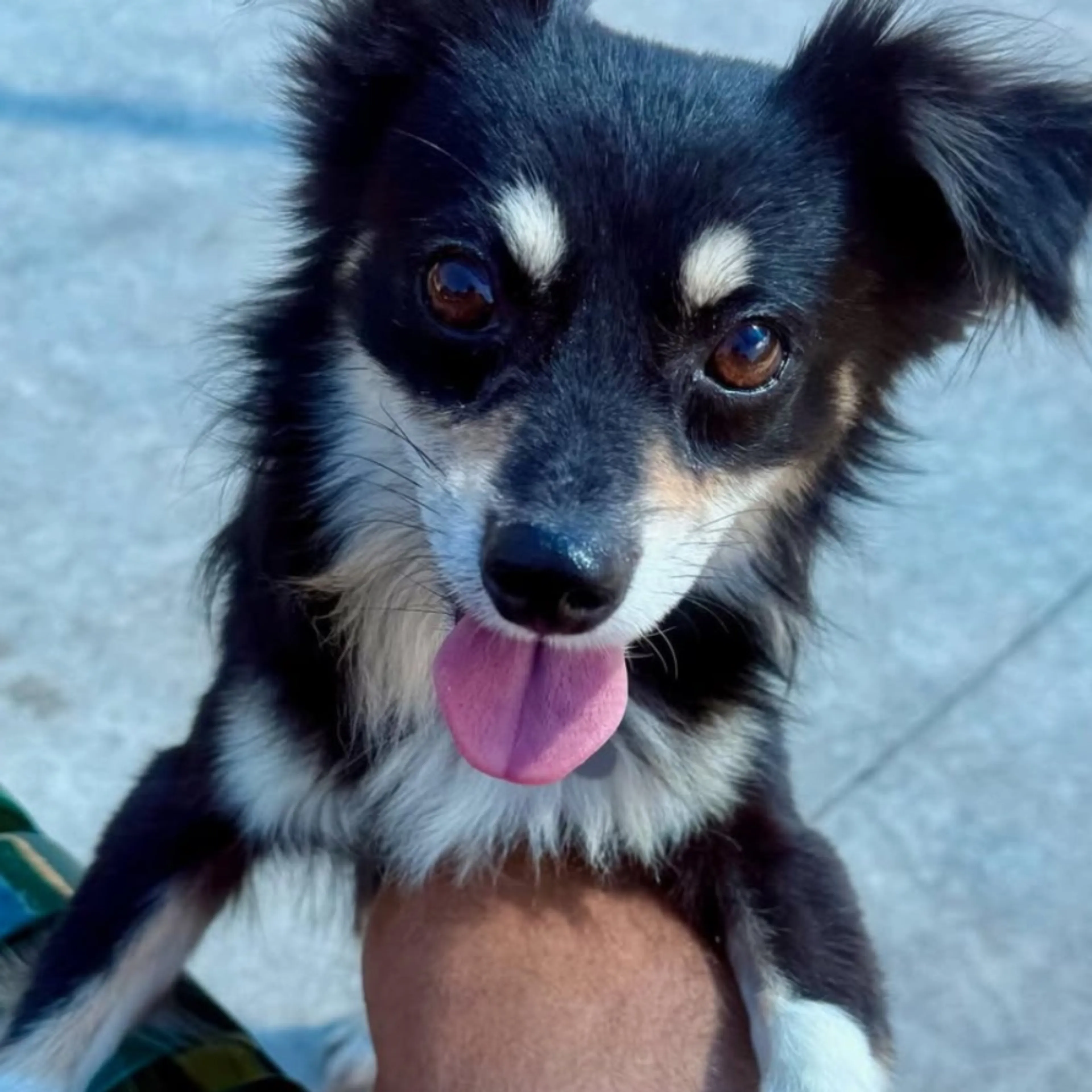 Lost pet