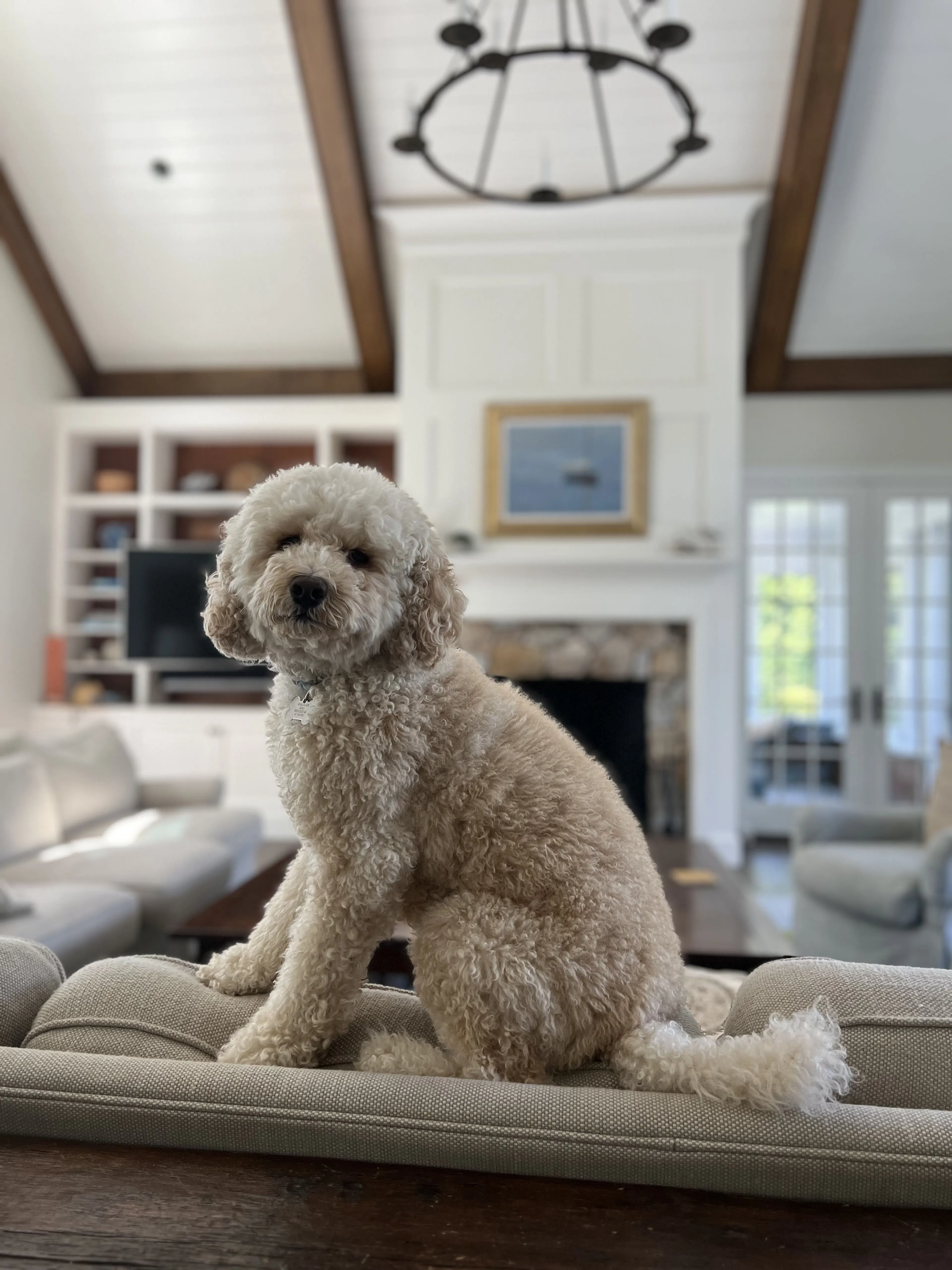 Lost pet-2