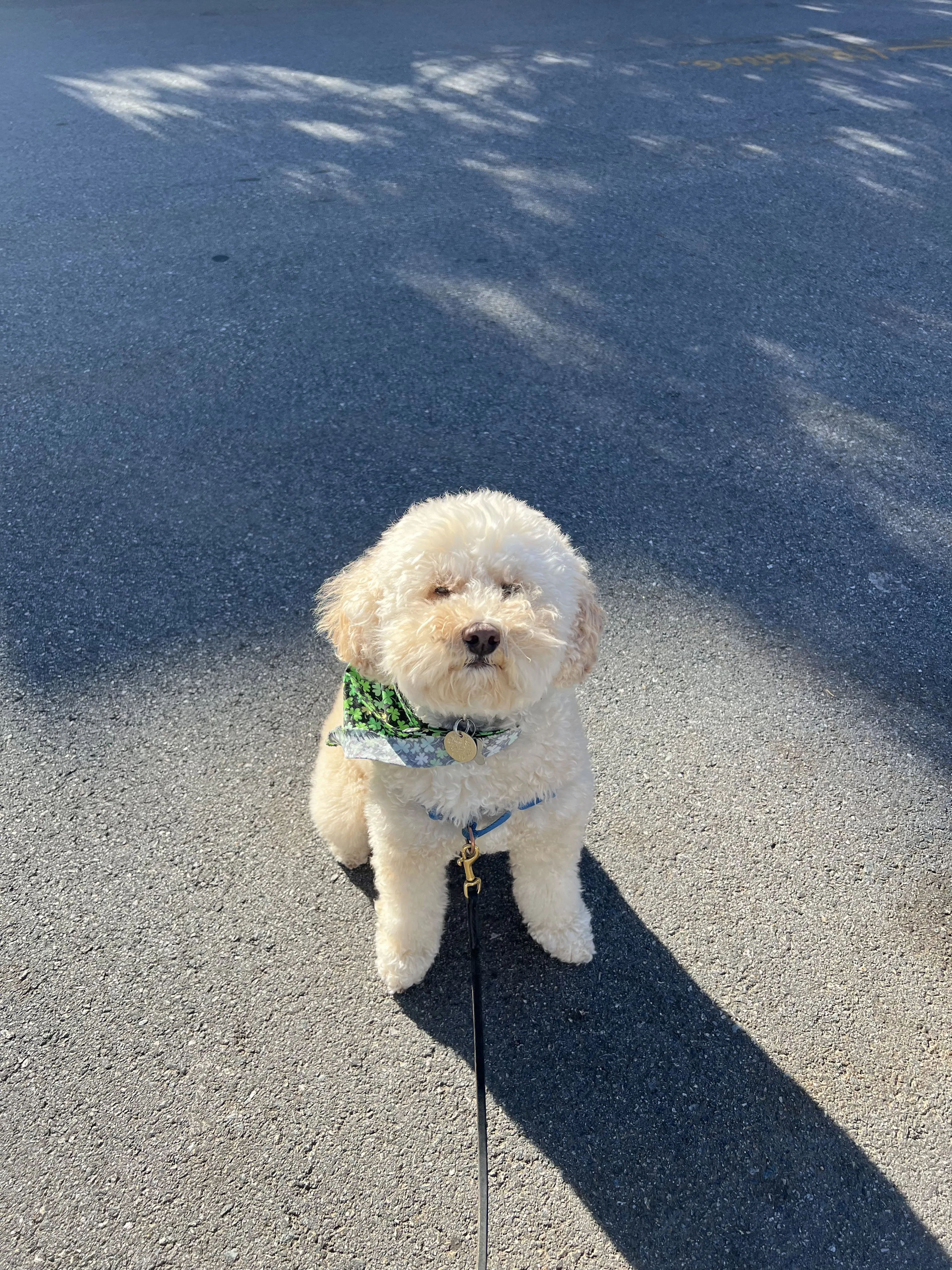 Lost pet-0
