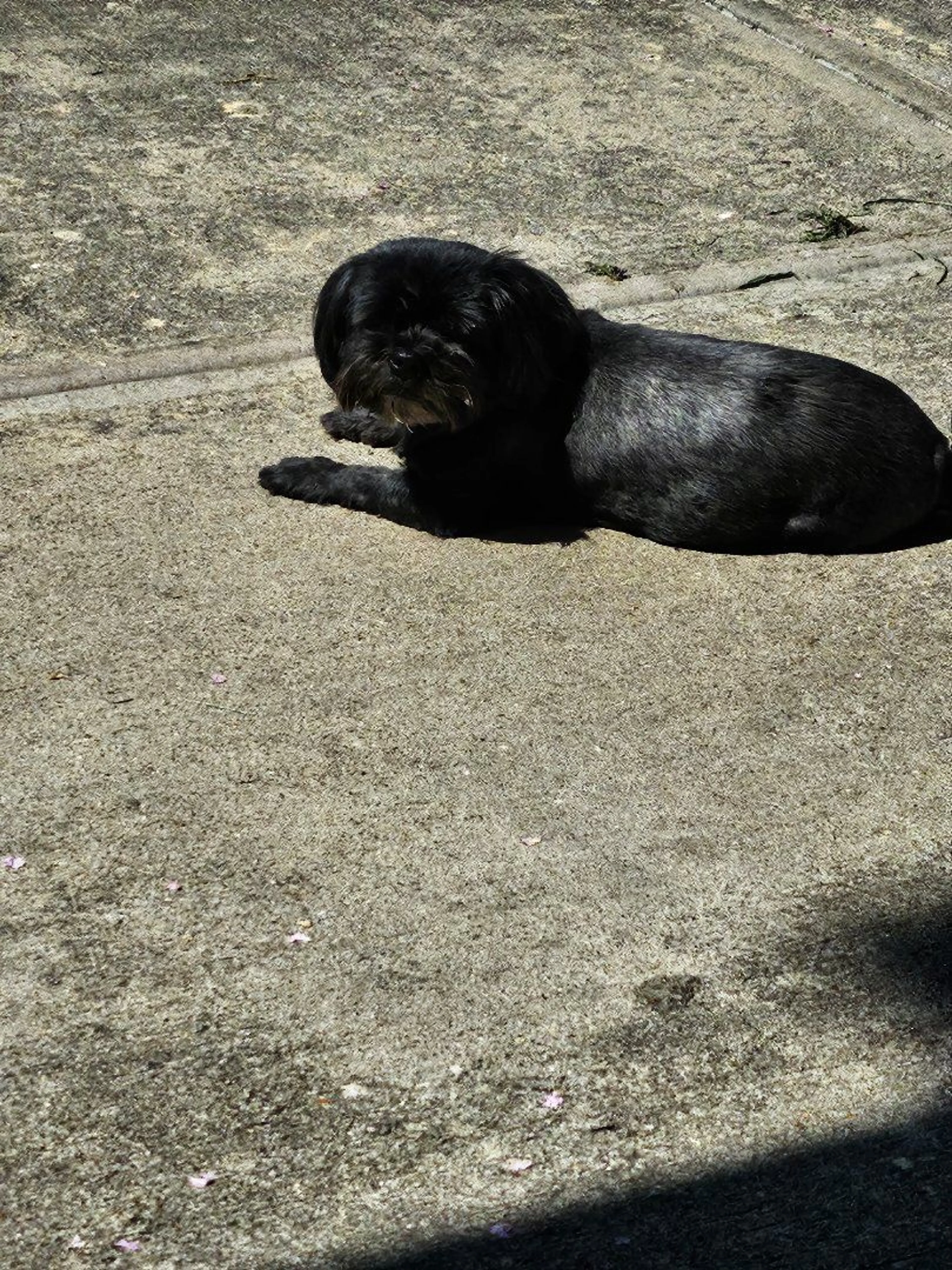 Lost pet-1