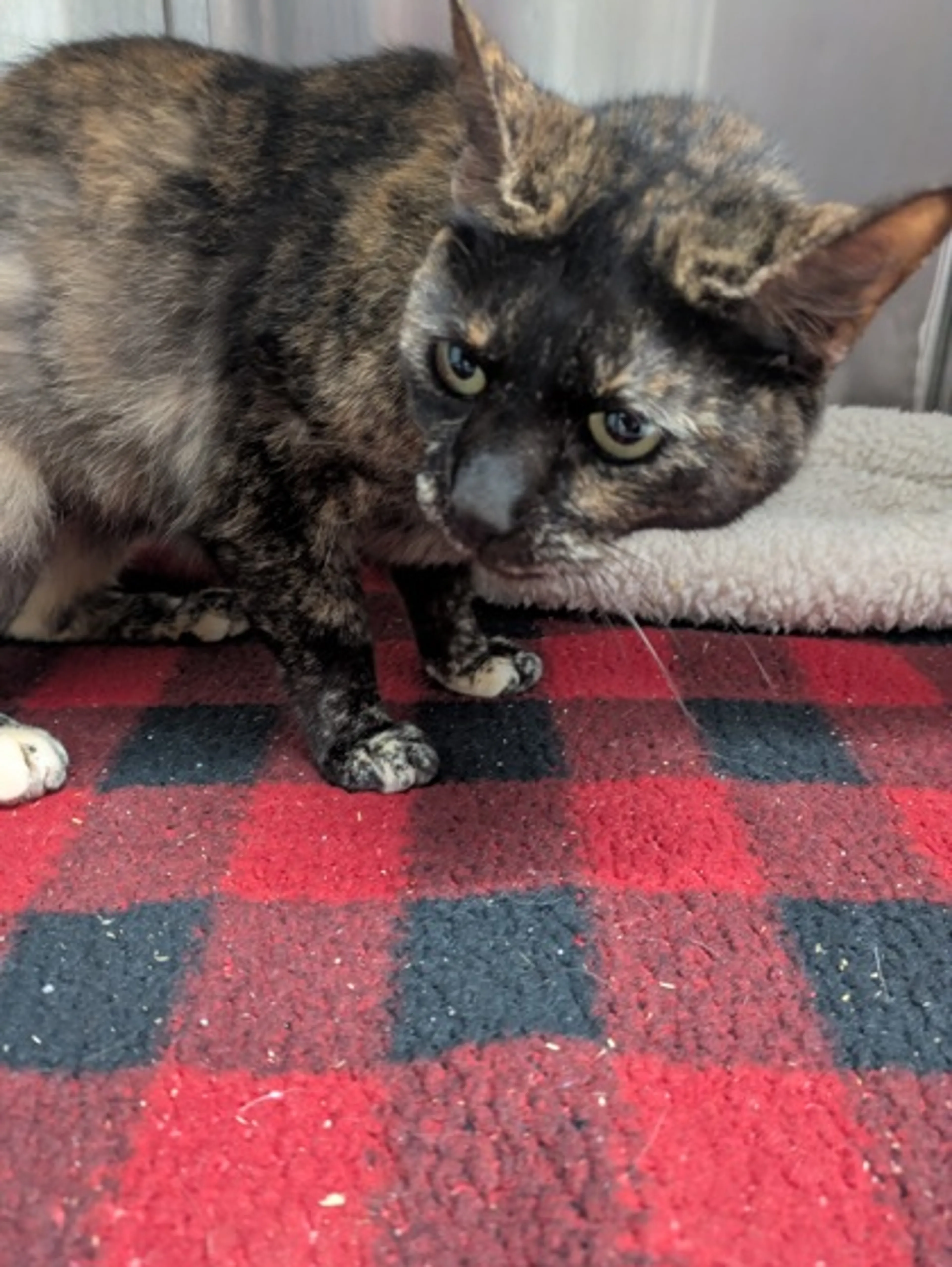 Found pet-1