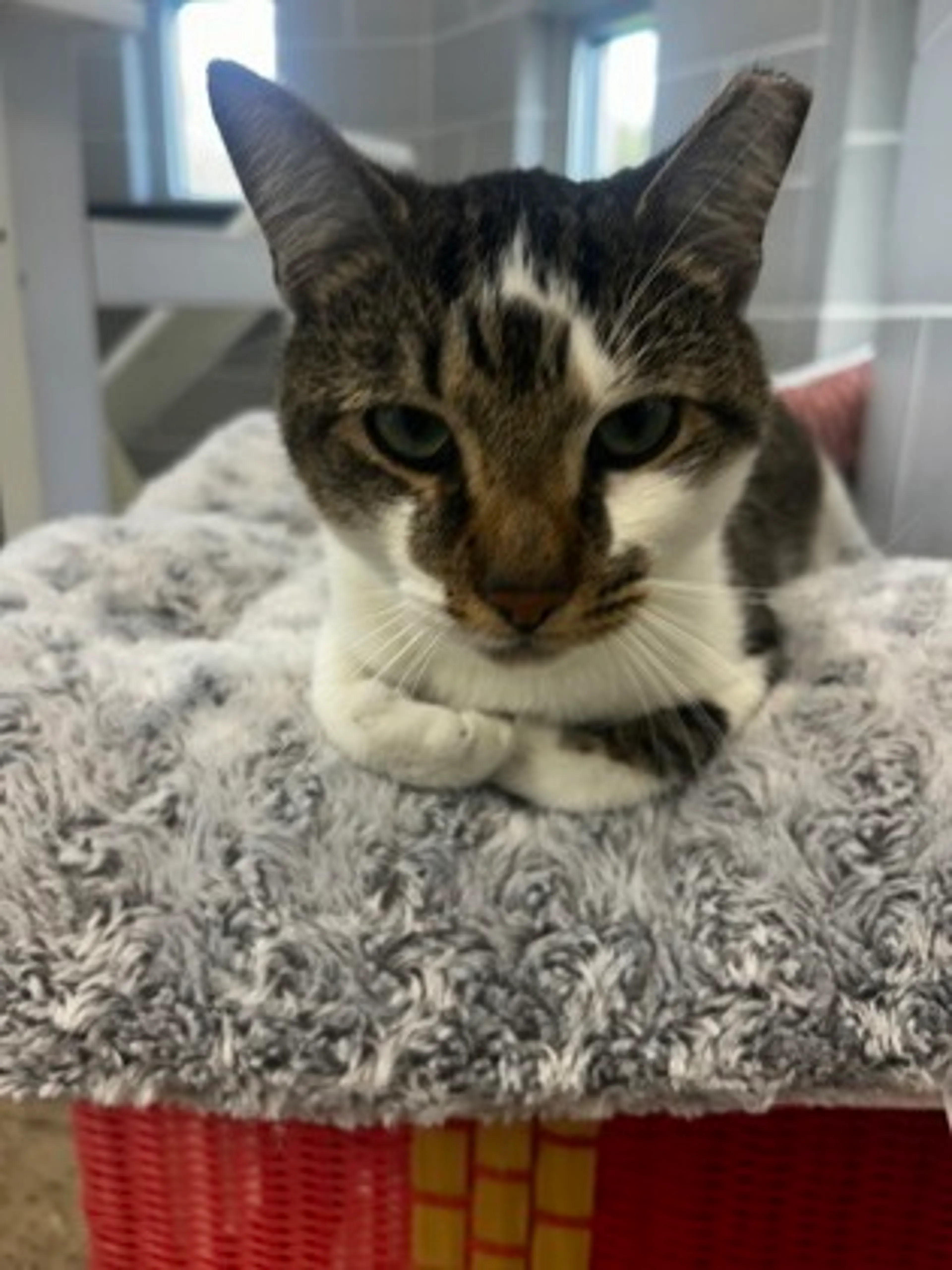Found pet-2