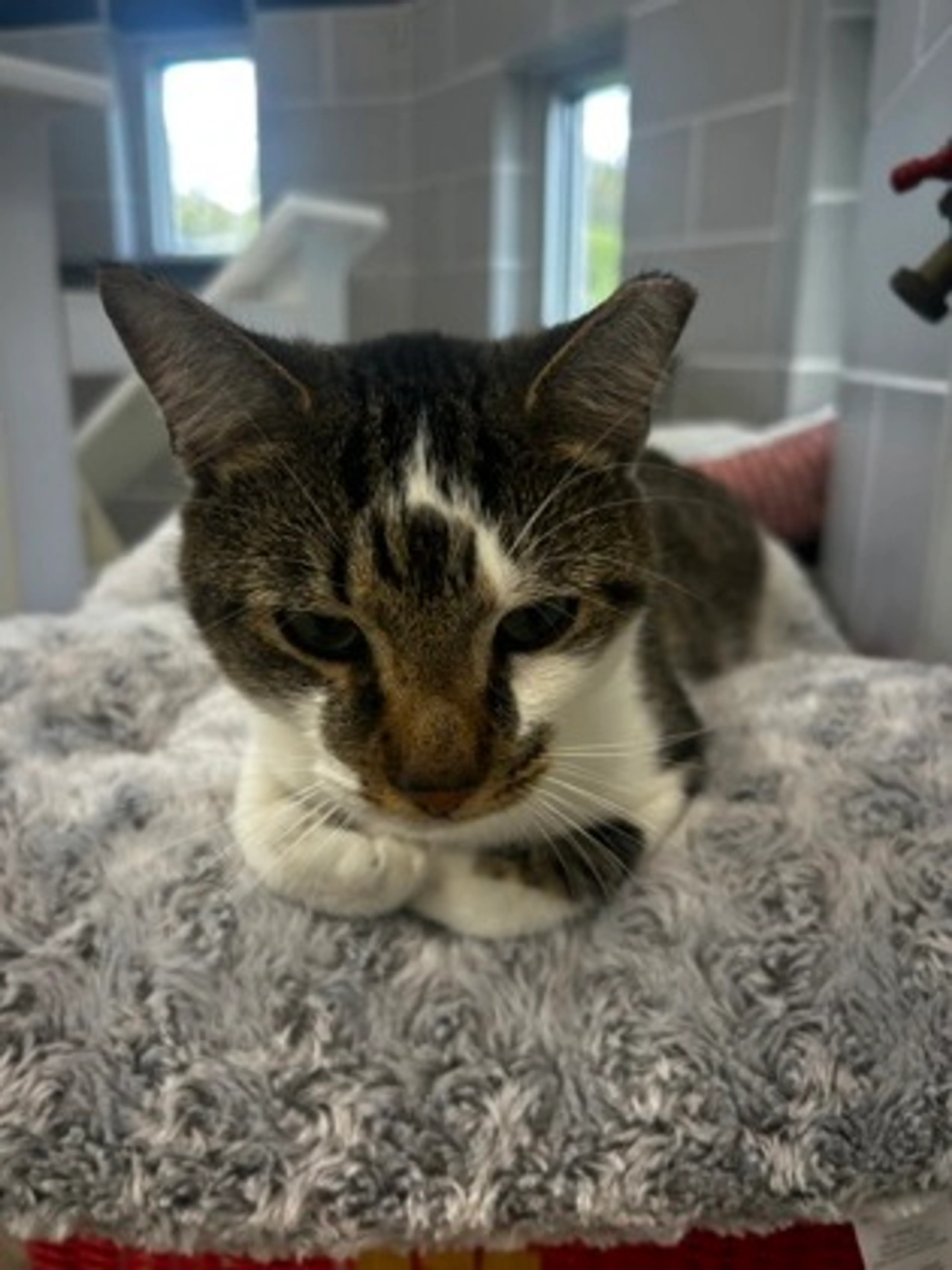 Found pet-1