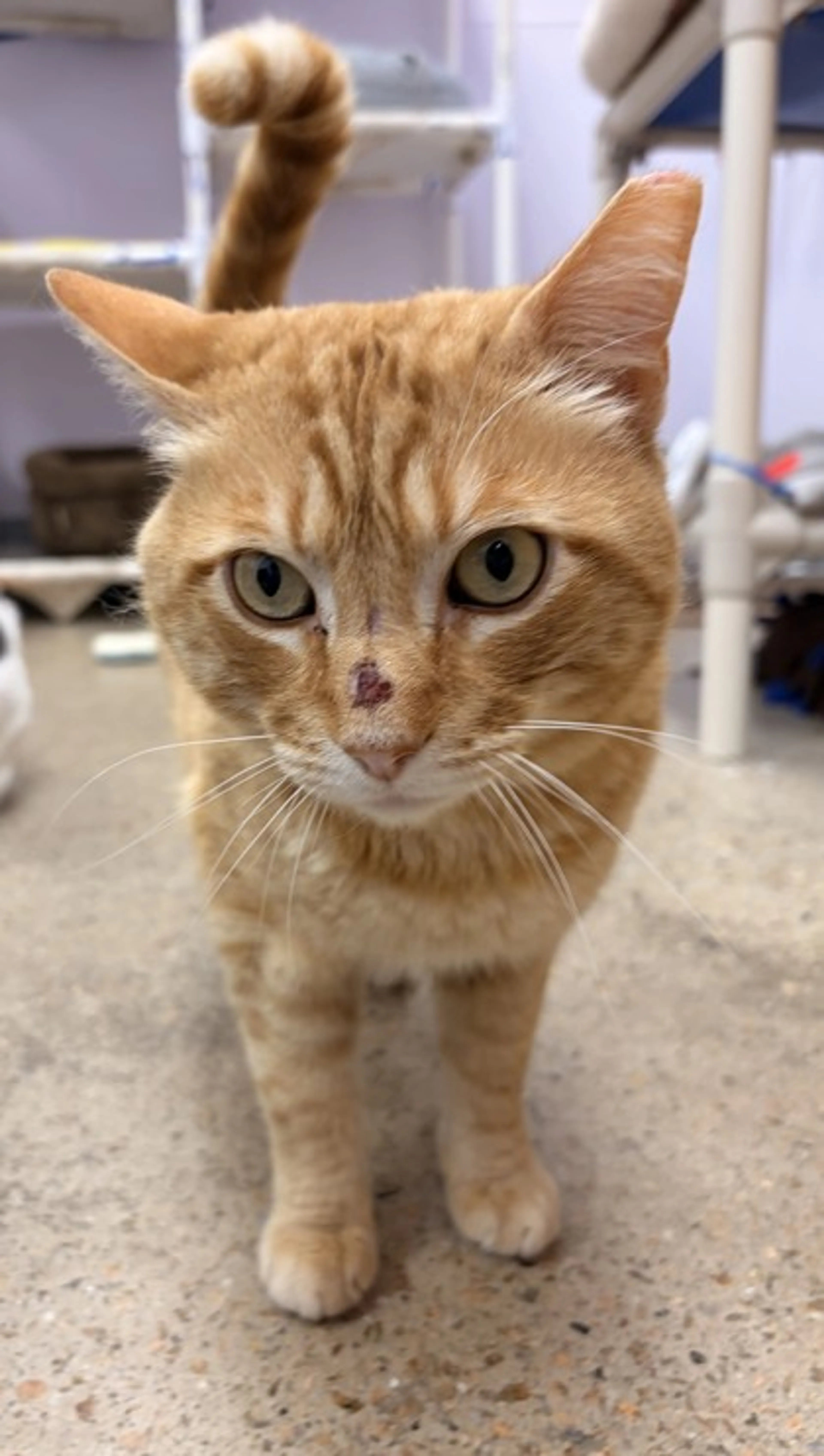 Found pet-1
