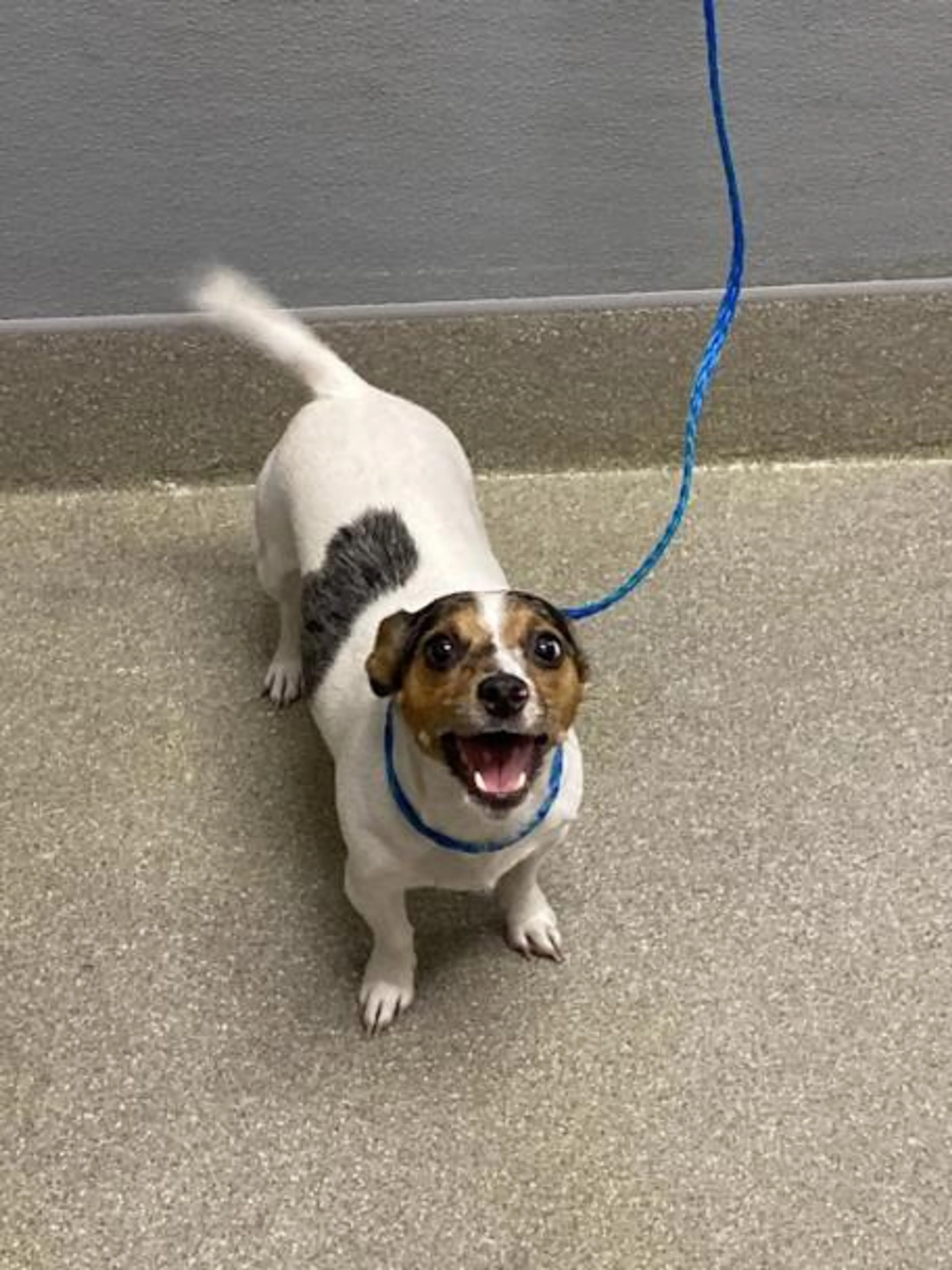 Found pet