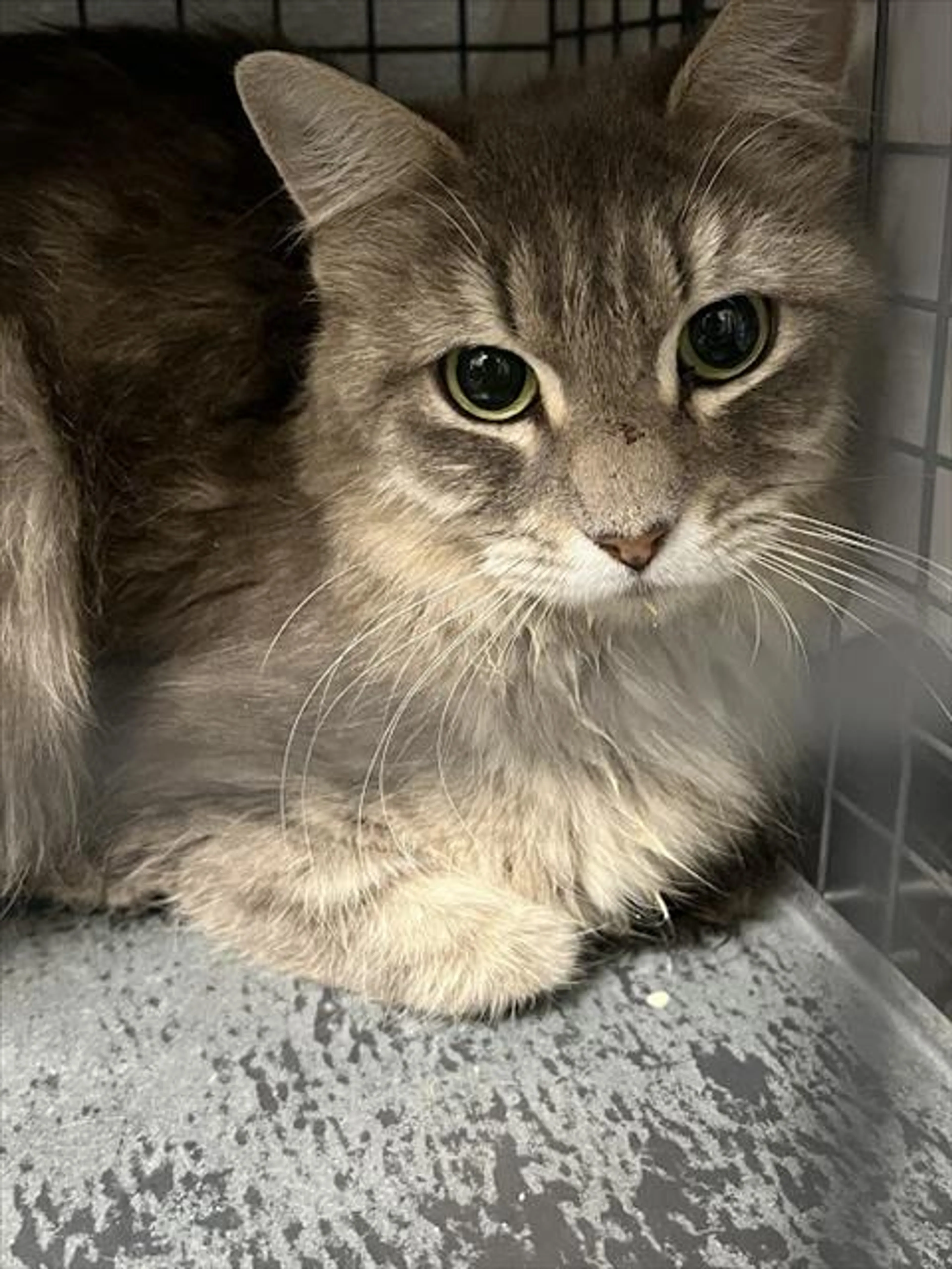 Found pet