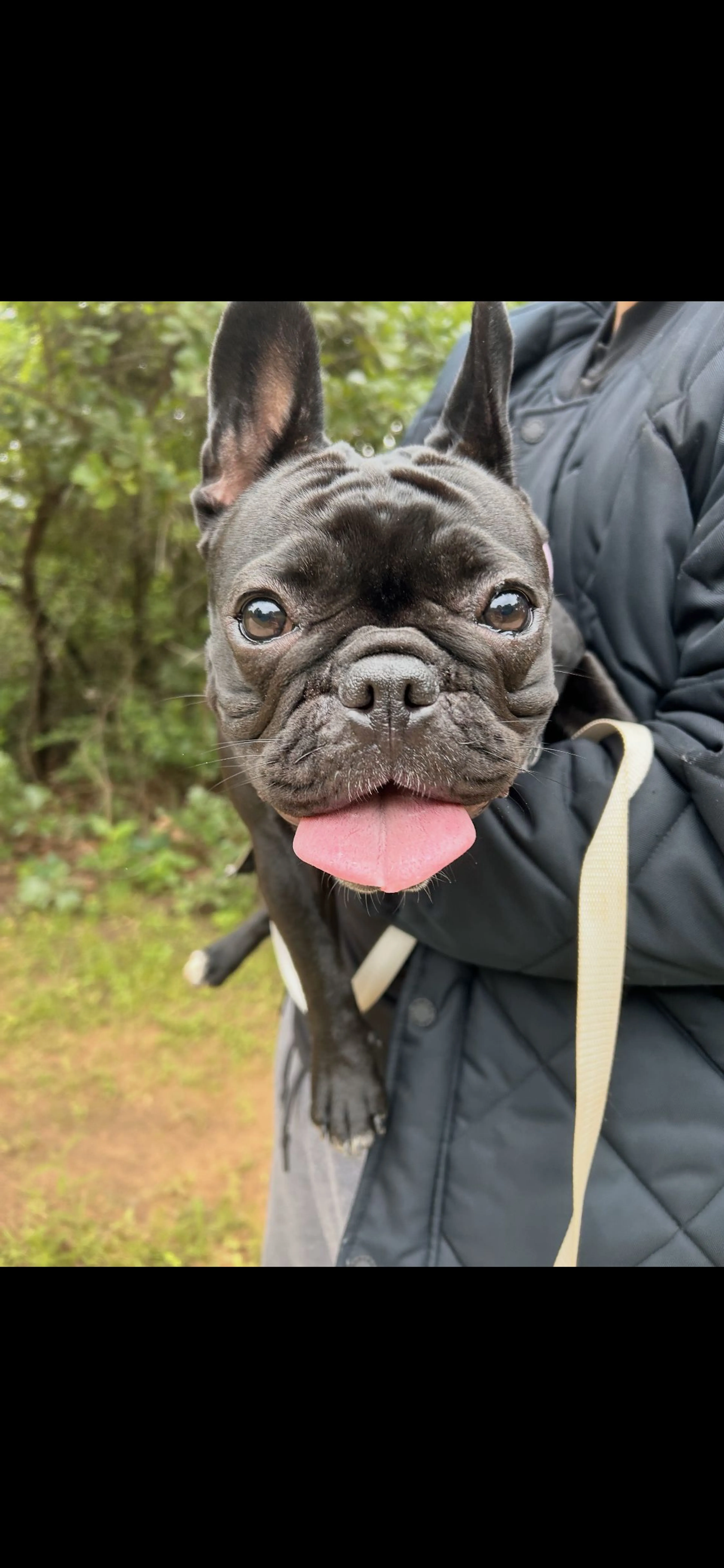 Lost pet-1