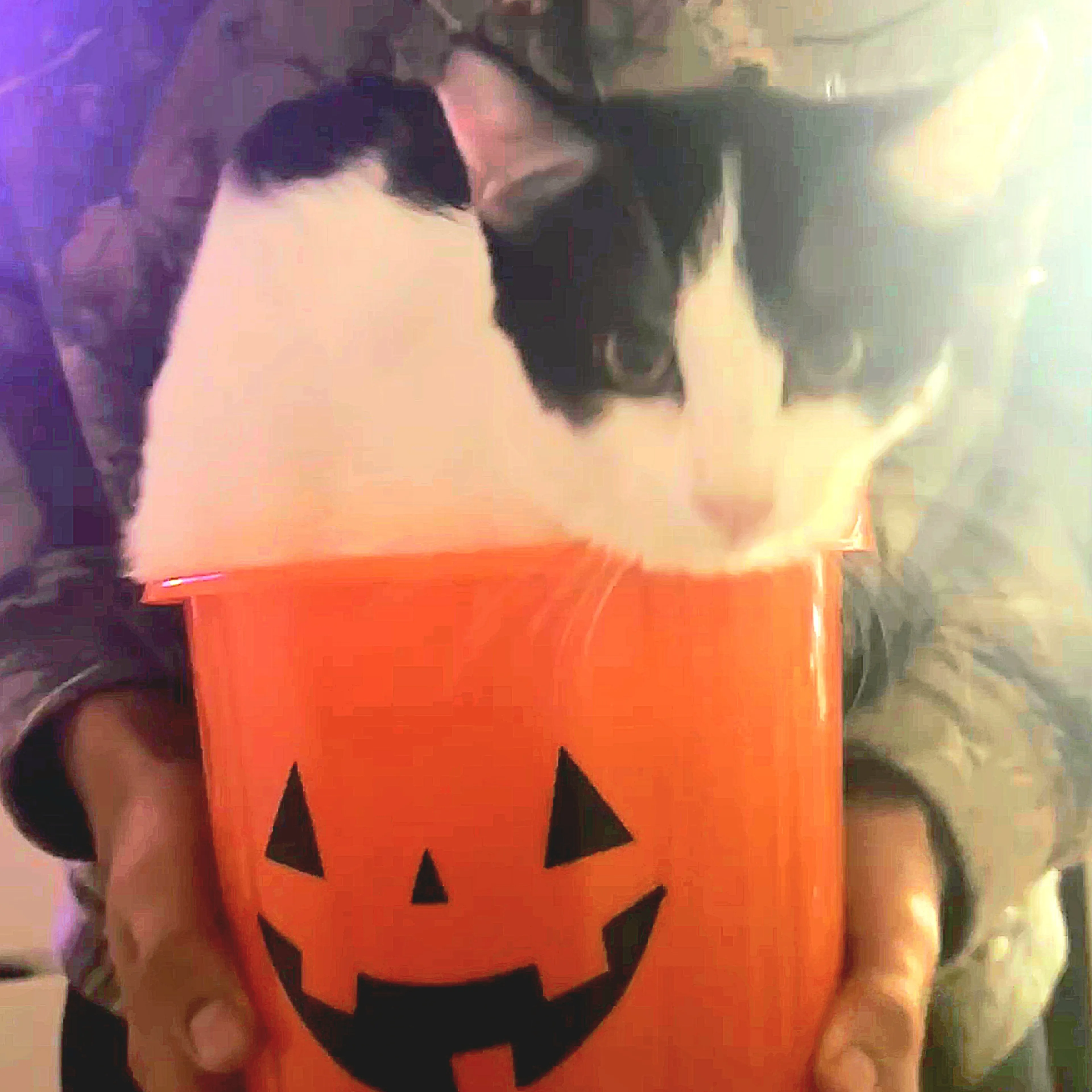 Lost pet-2