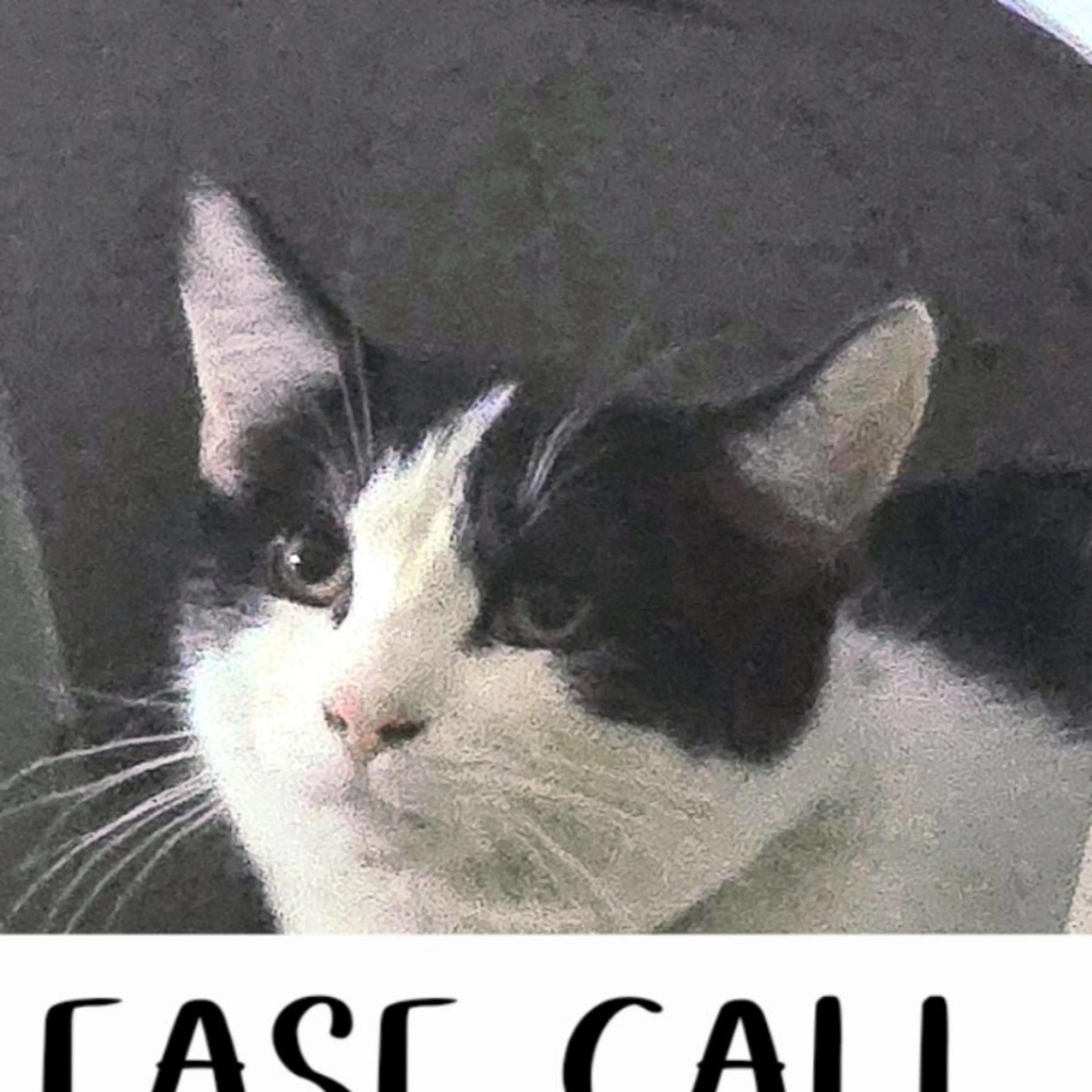 Lost pet-0