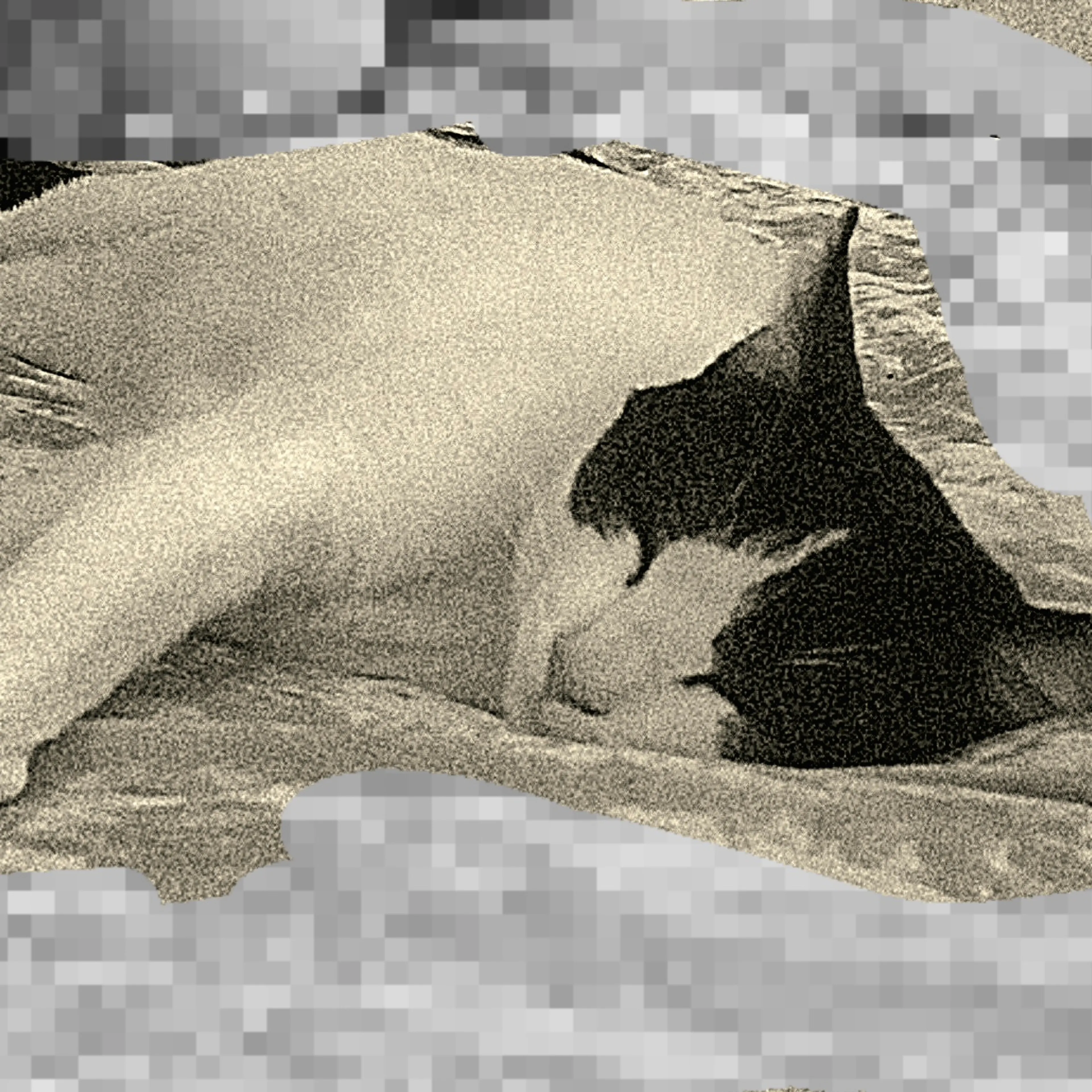 Lost pet-1