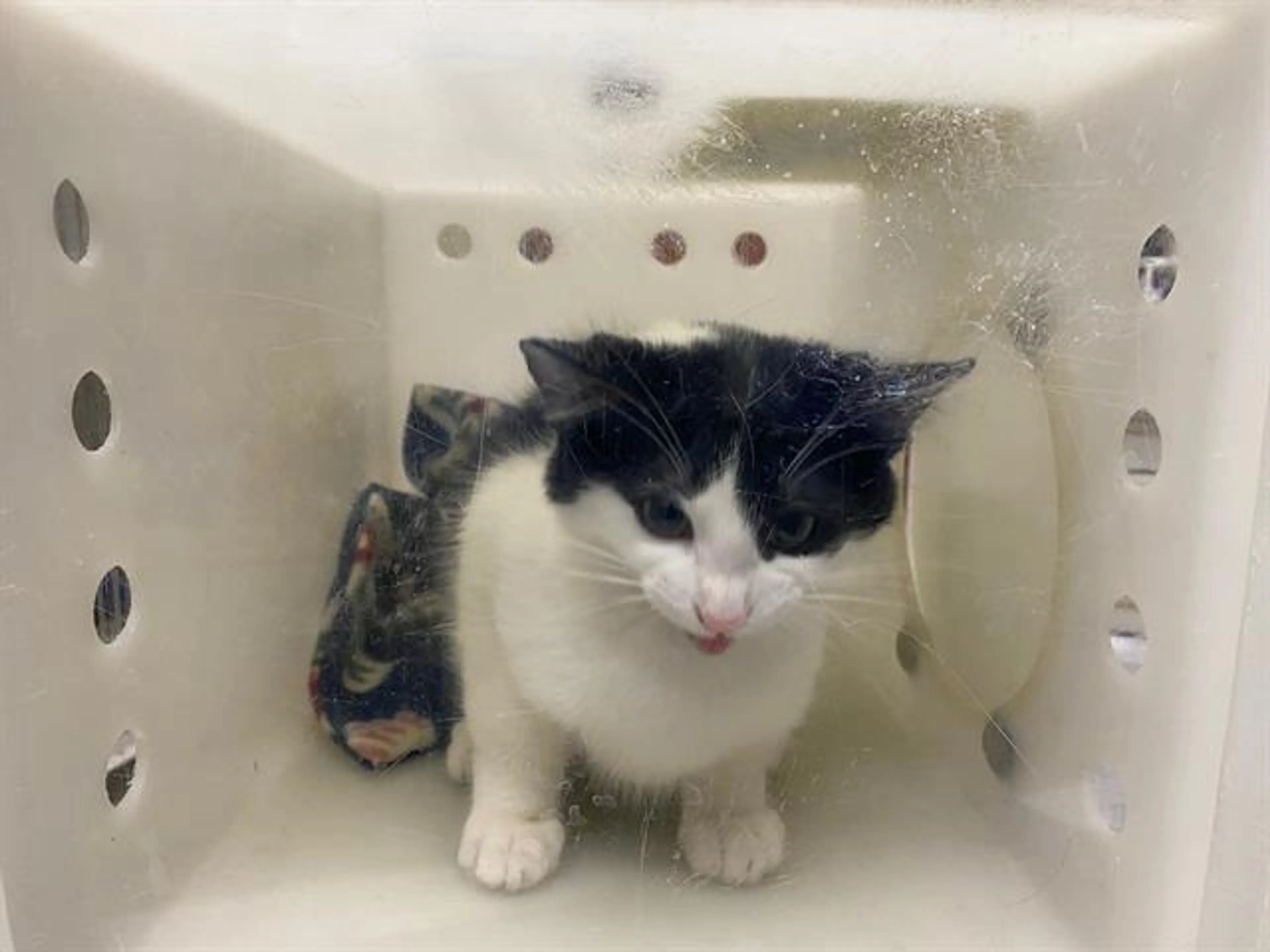 Found pet