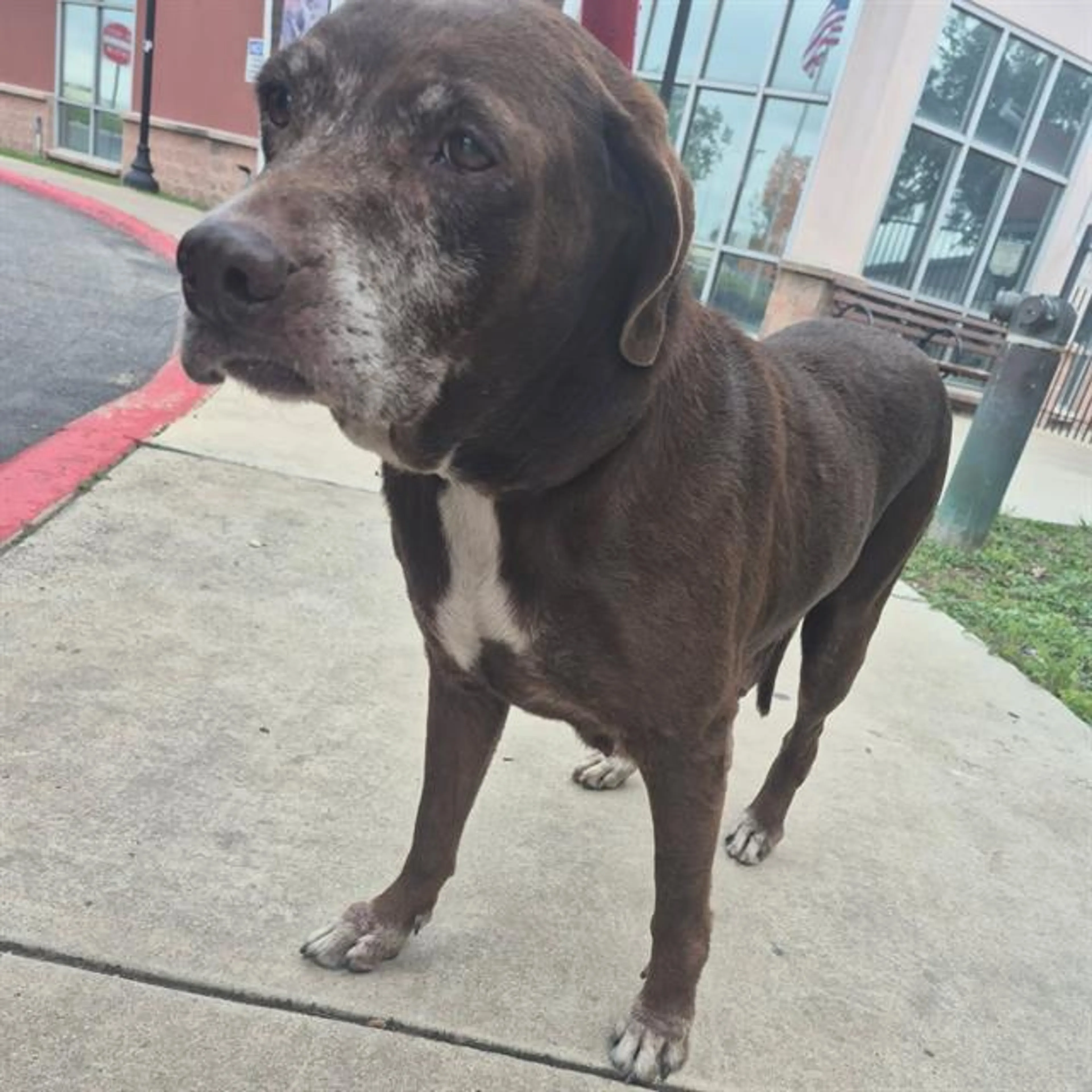 Found pet