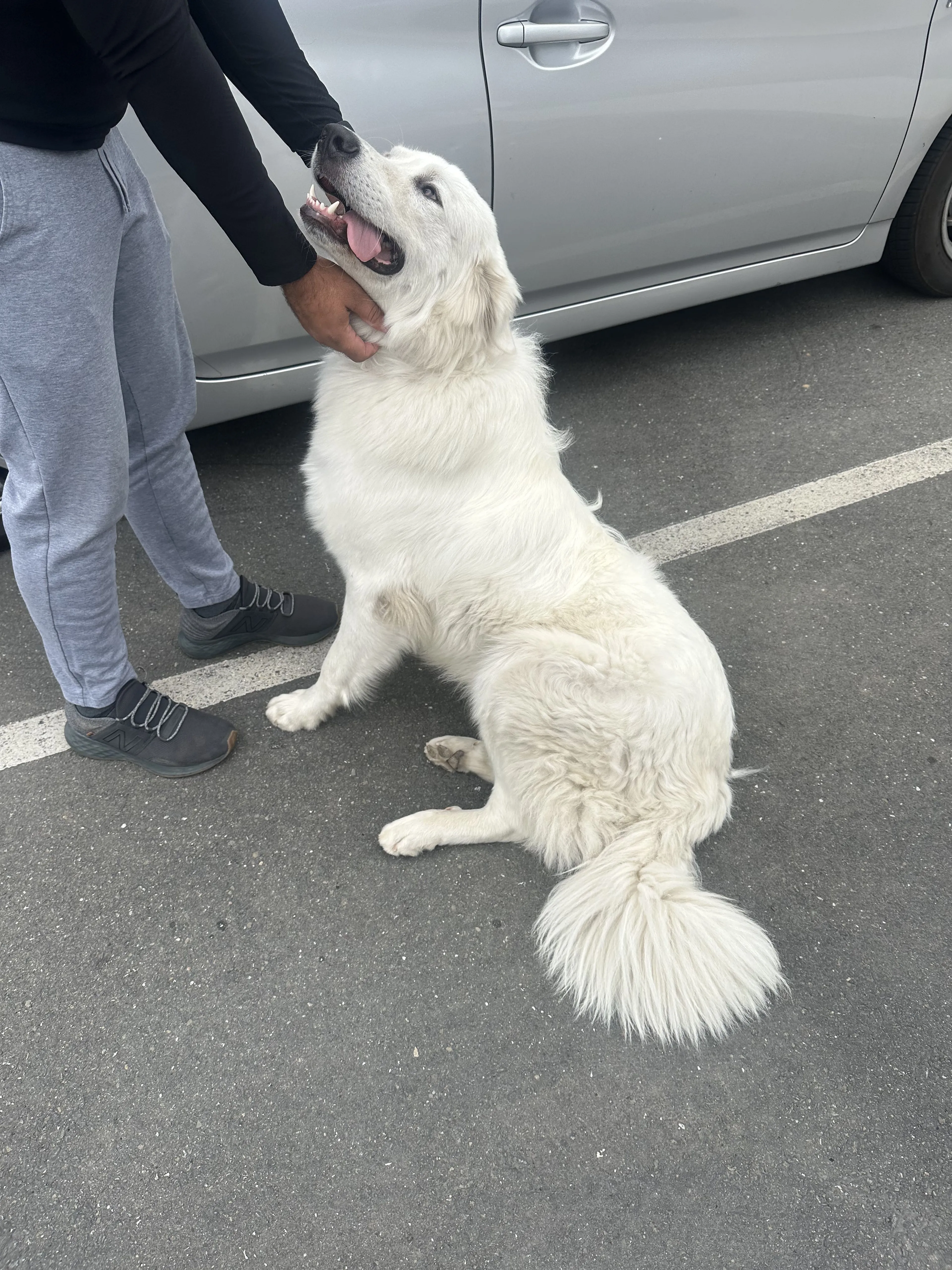 Lost pet
