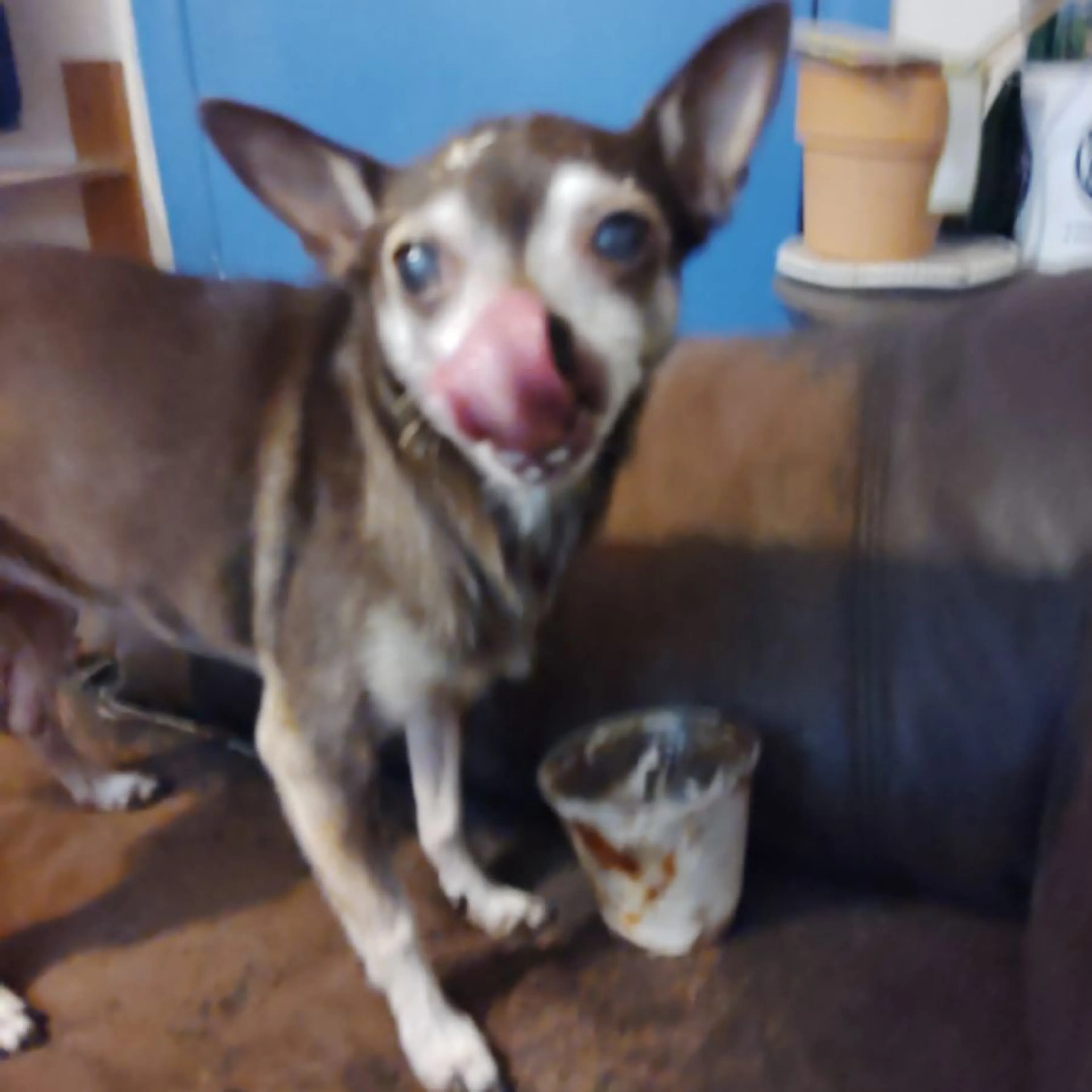 Lost pet