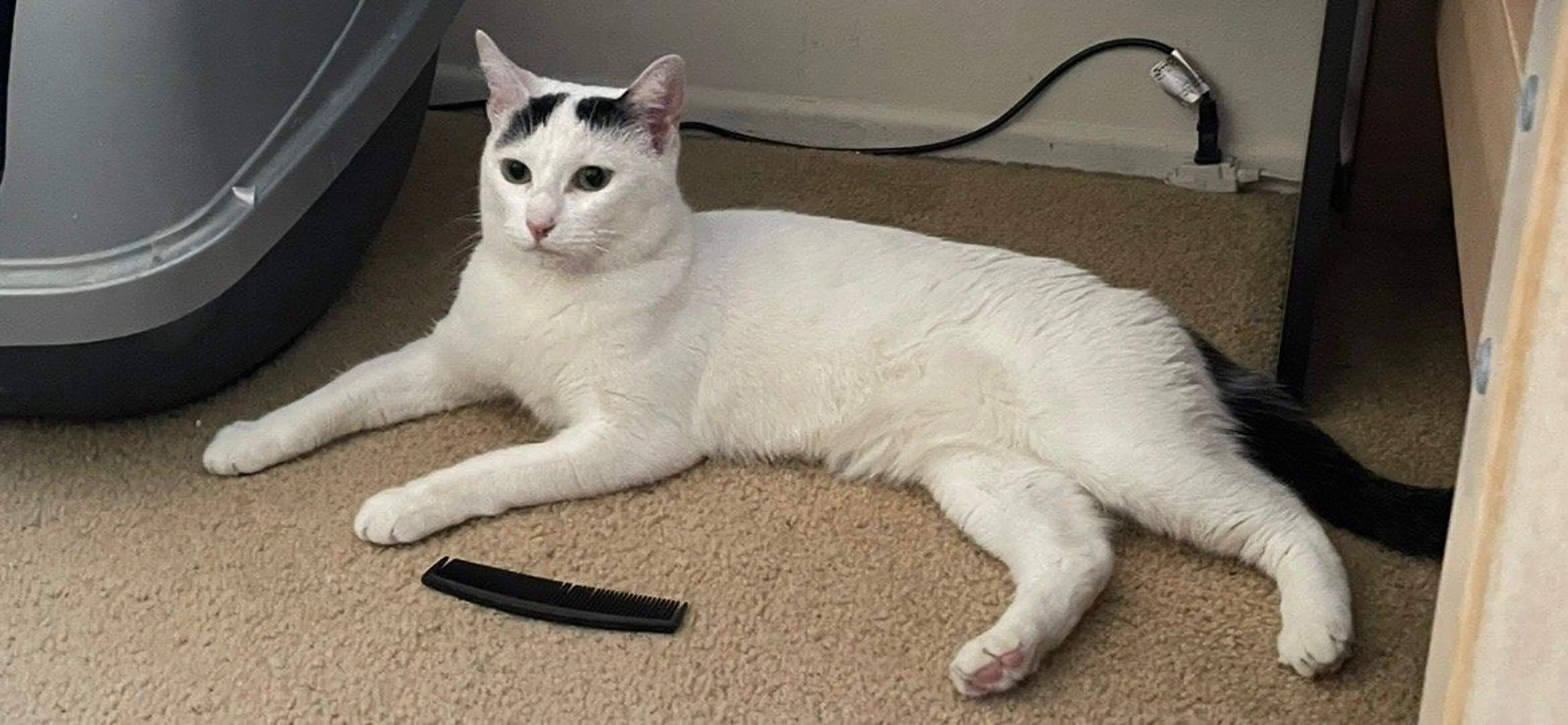 Lost pet-0