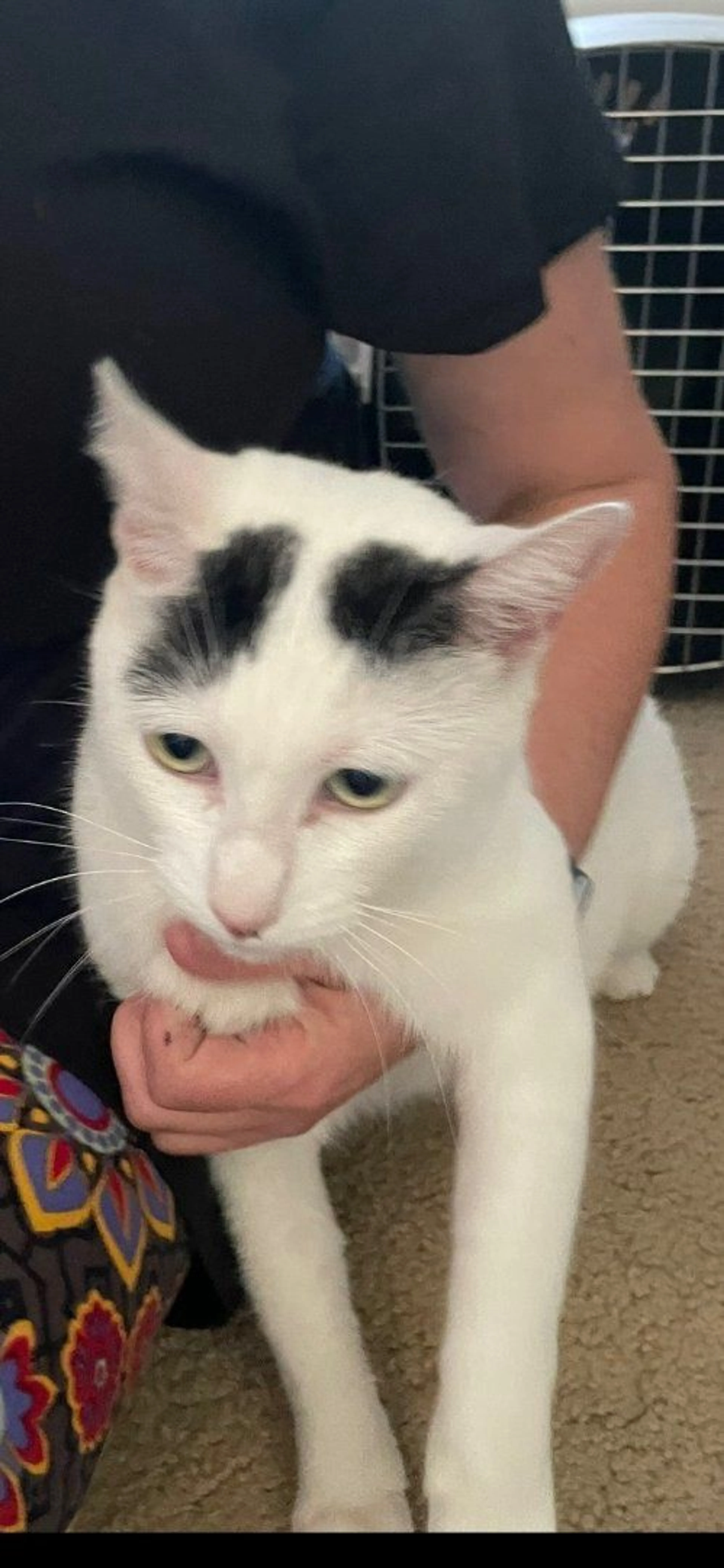 Lost pet-1
