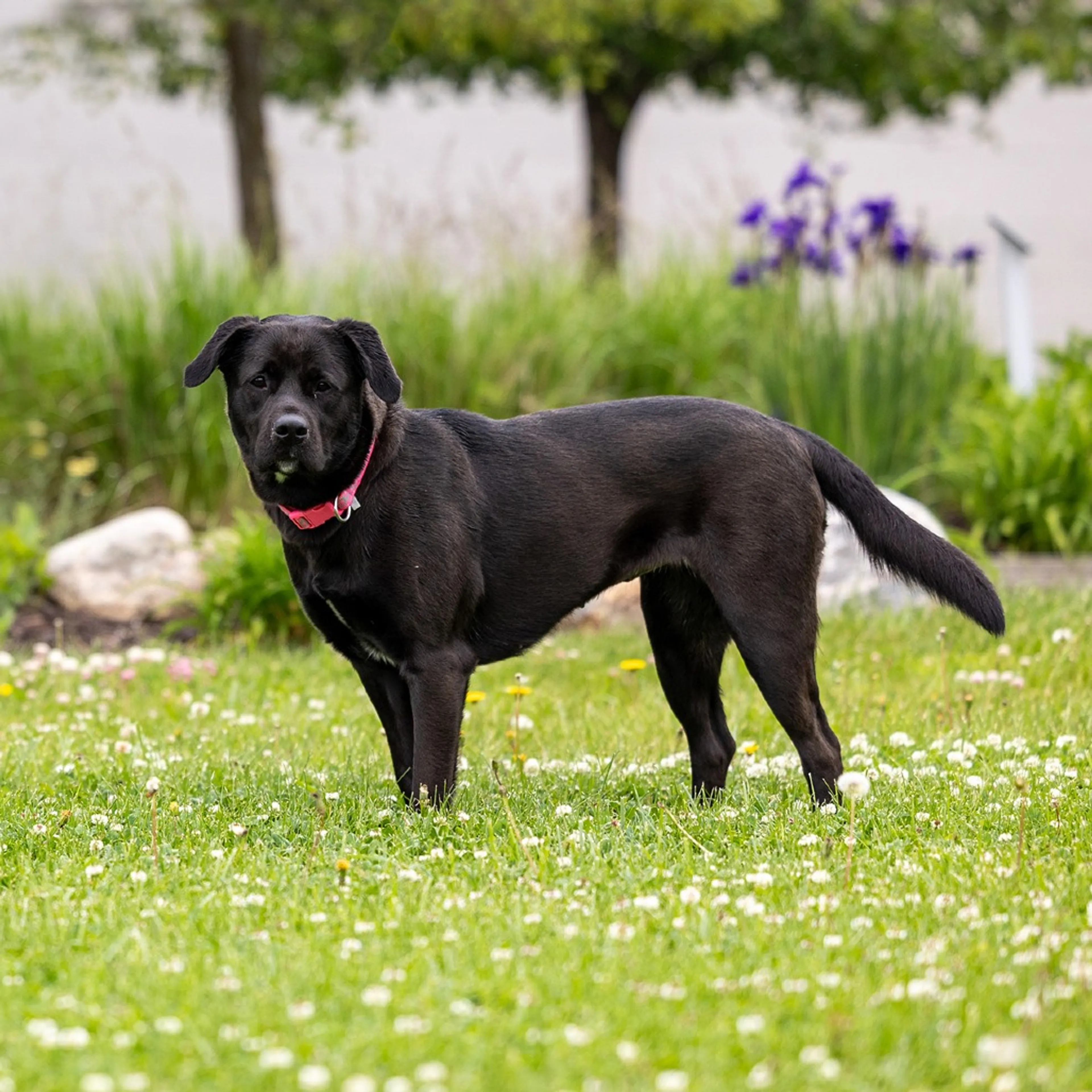 -3