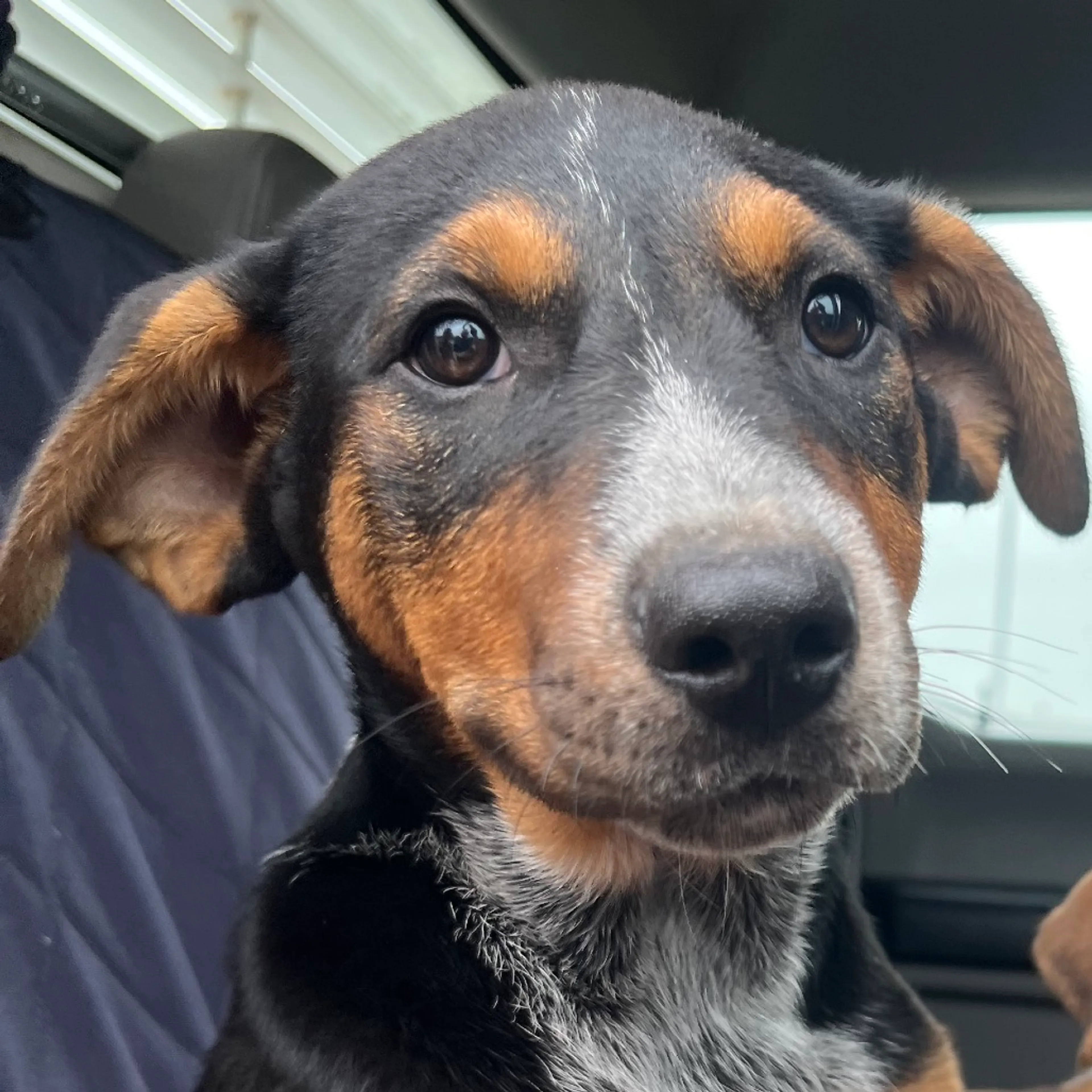 Found pet
