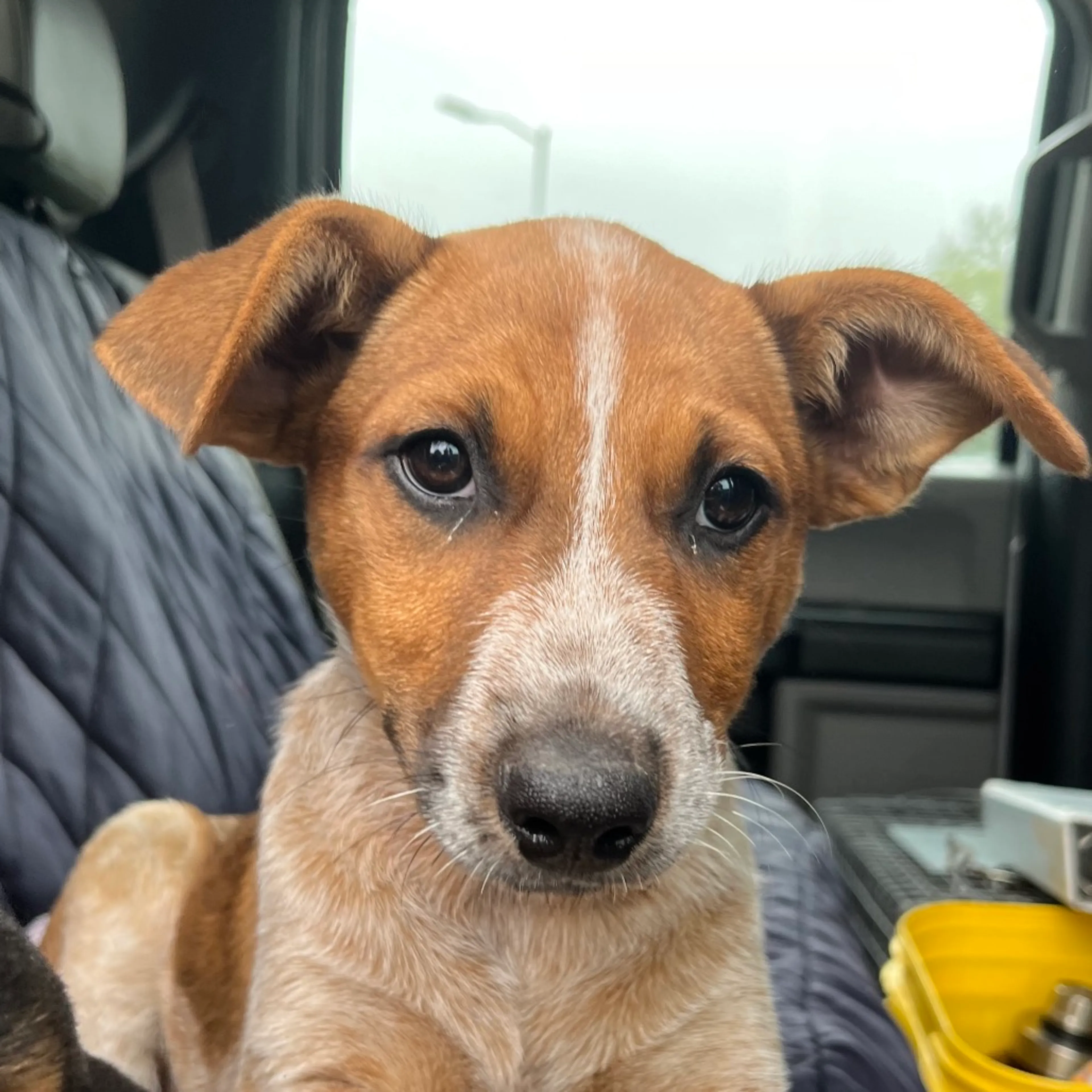 Found pet