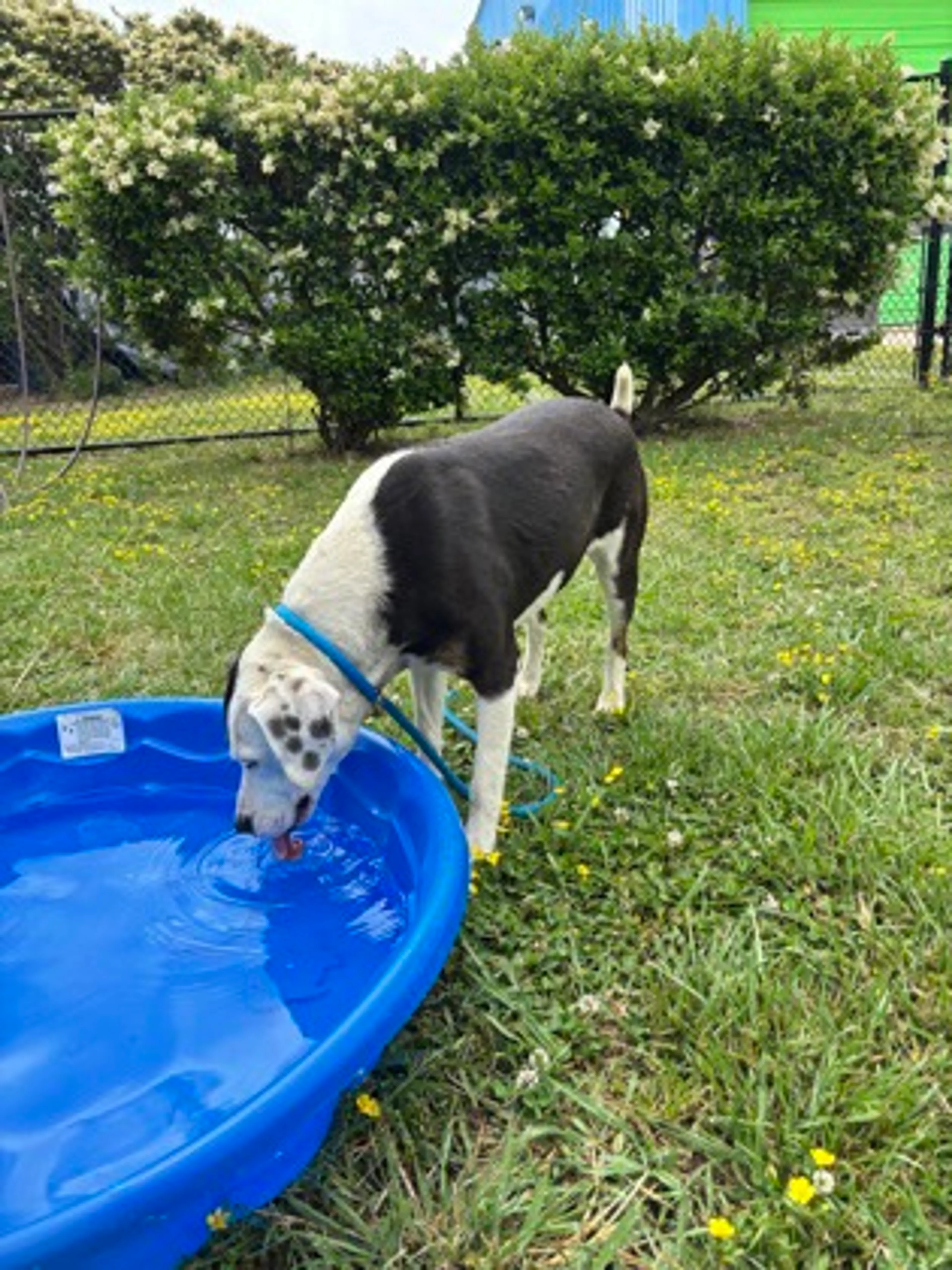 Found pet
