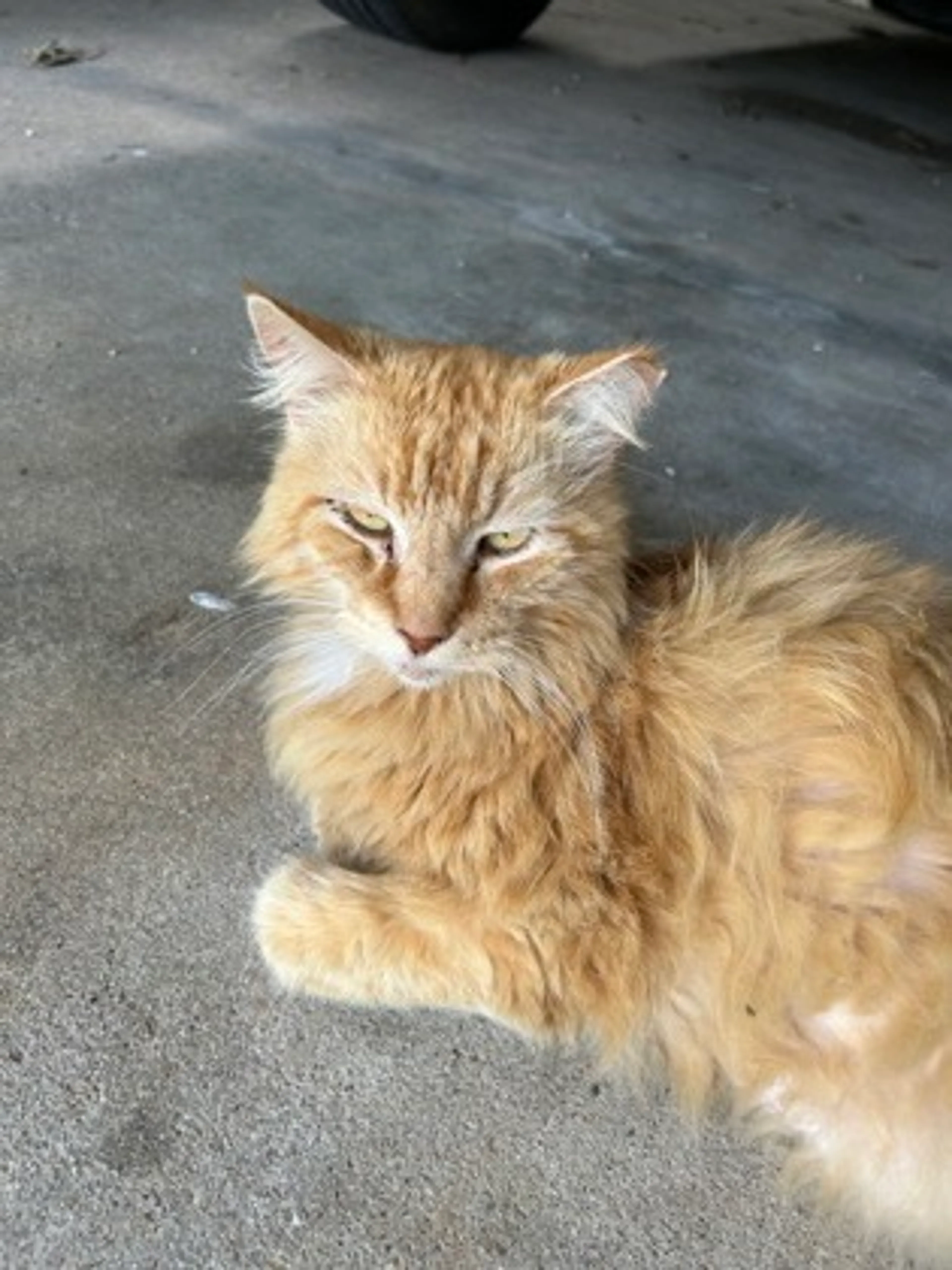Found pet-1