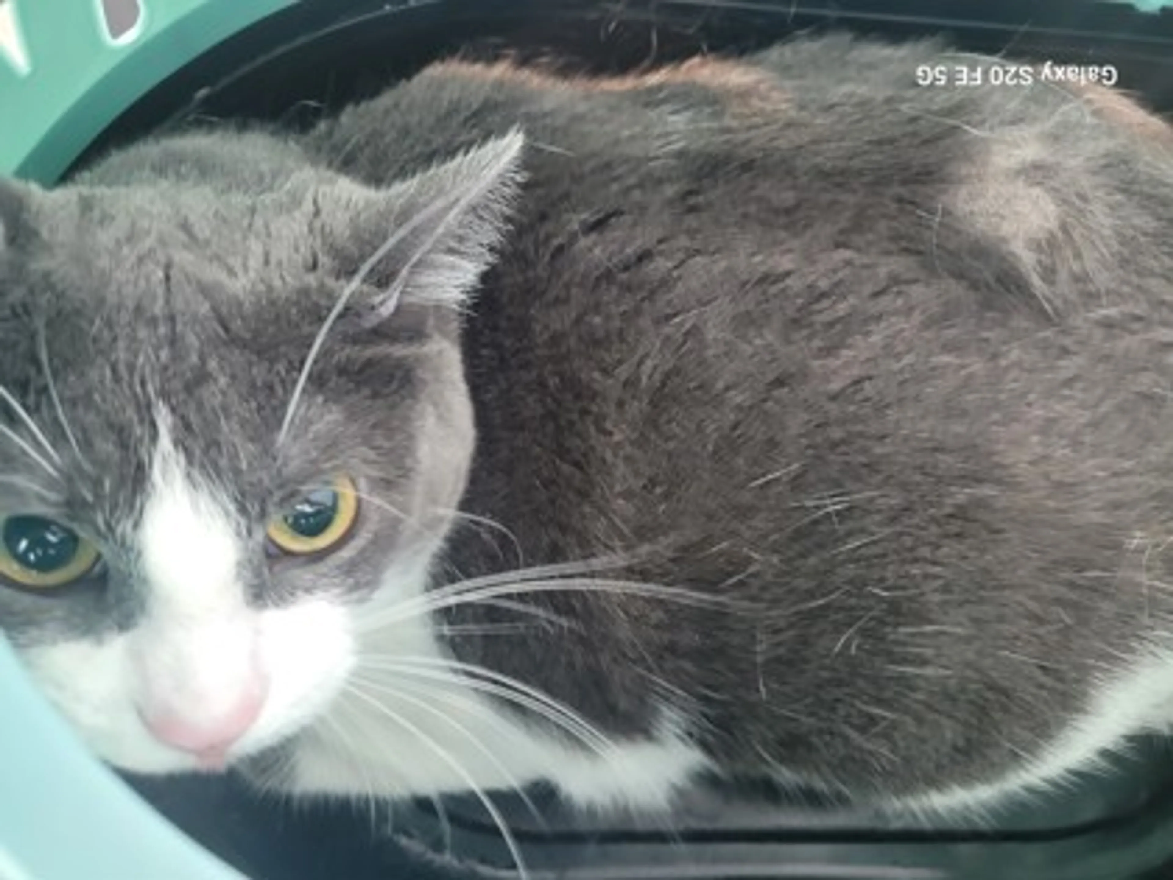 Found pet
