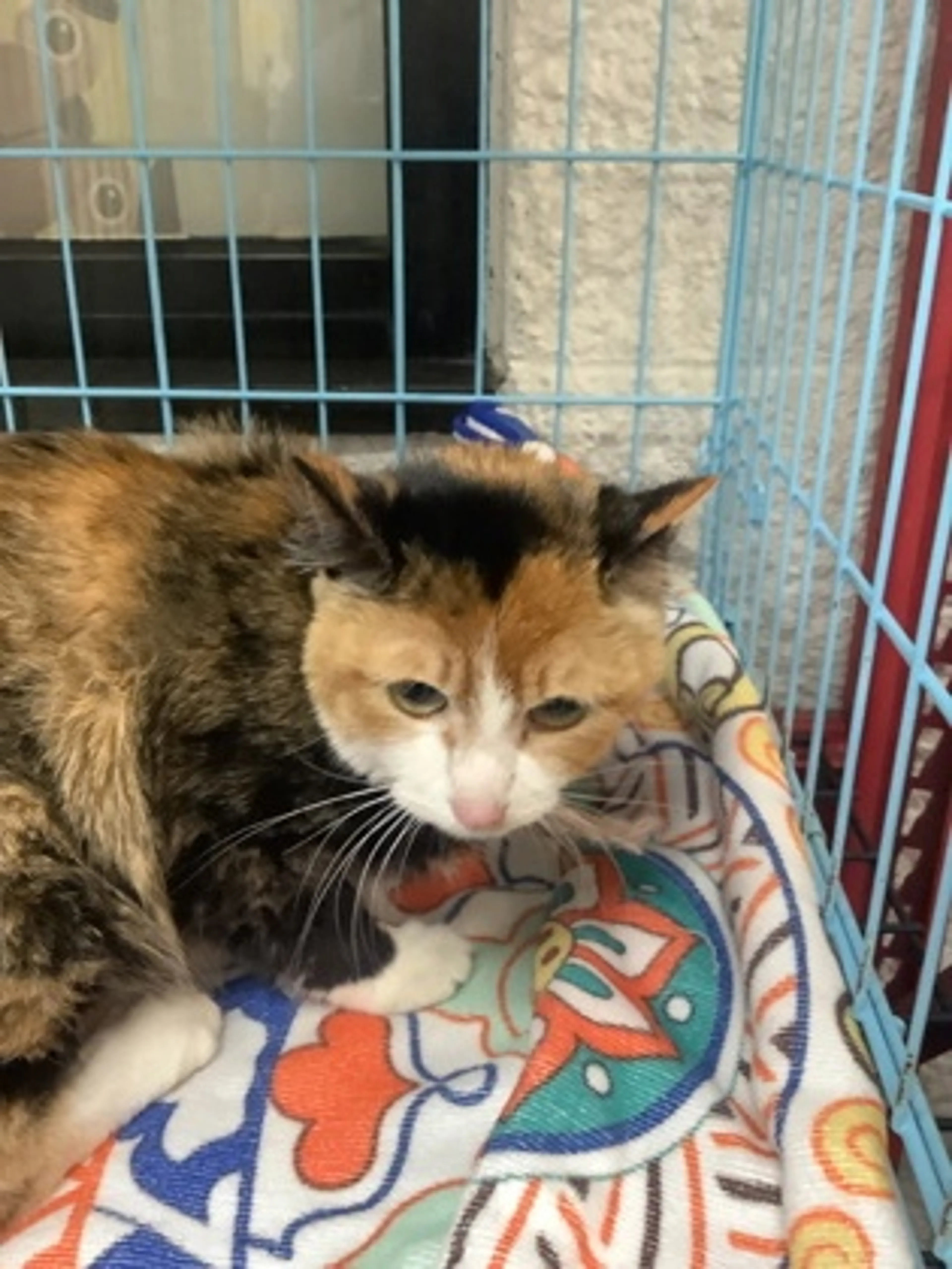 Found pet-1