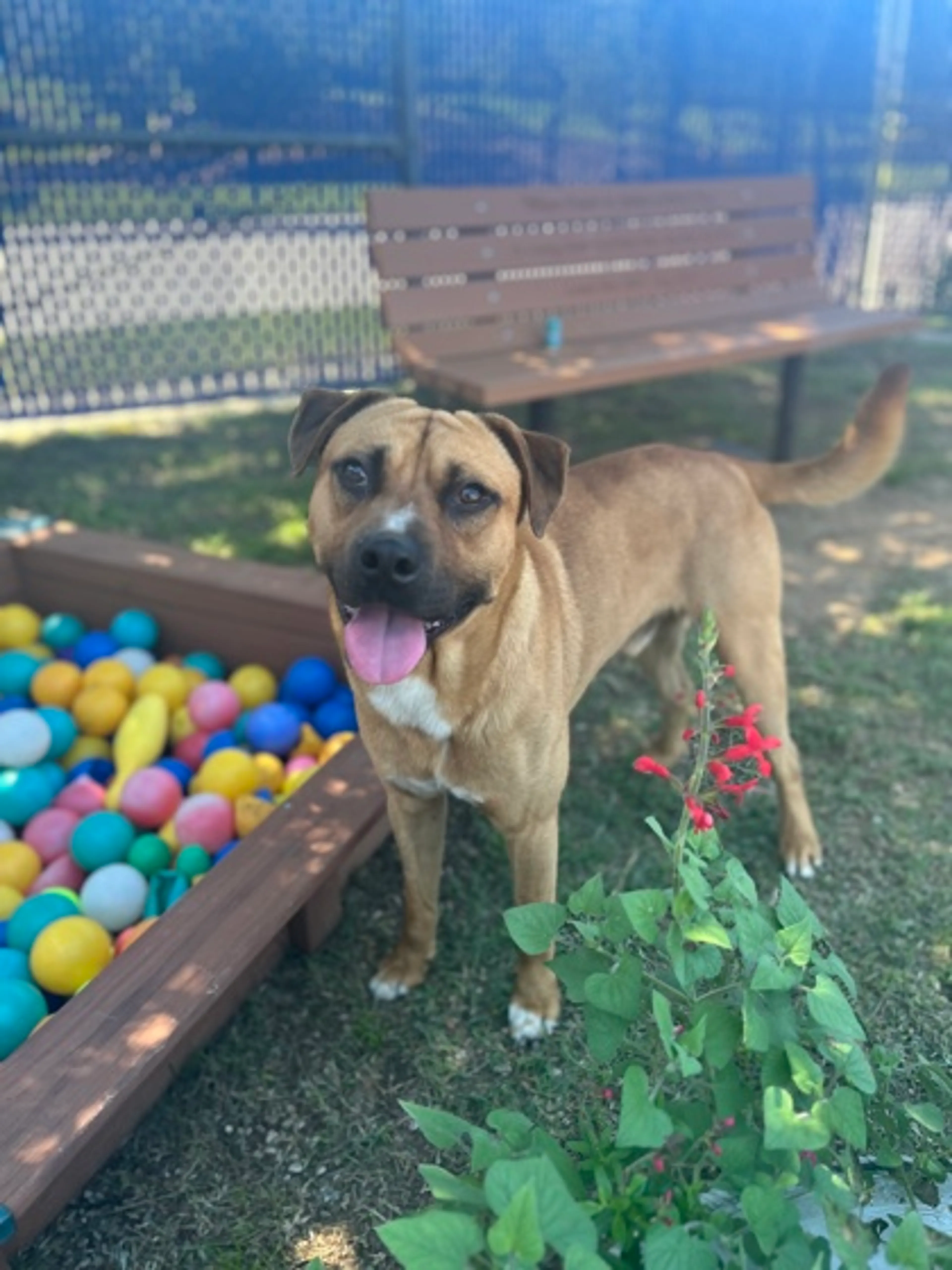 Found pet-1