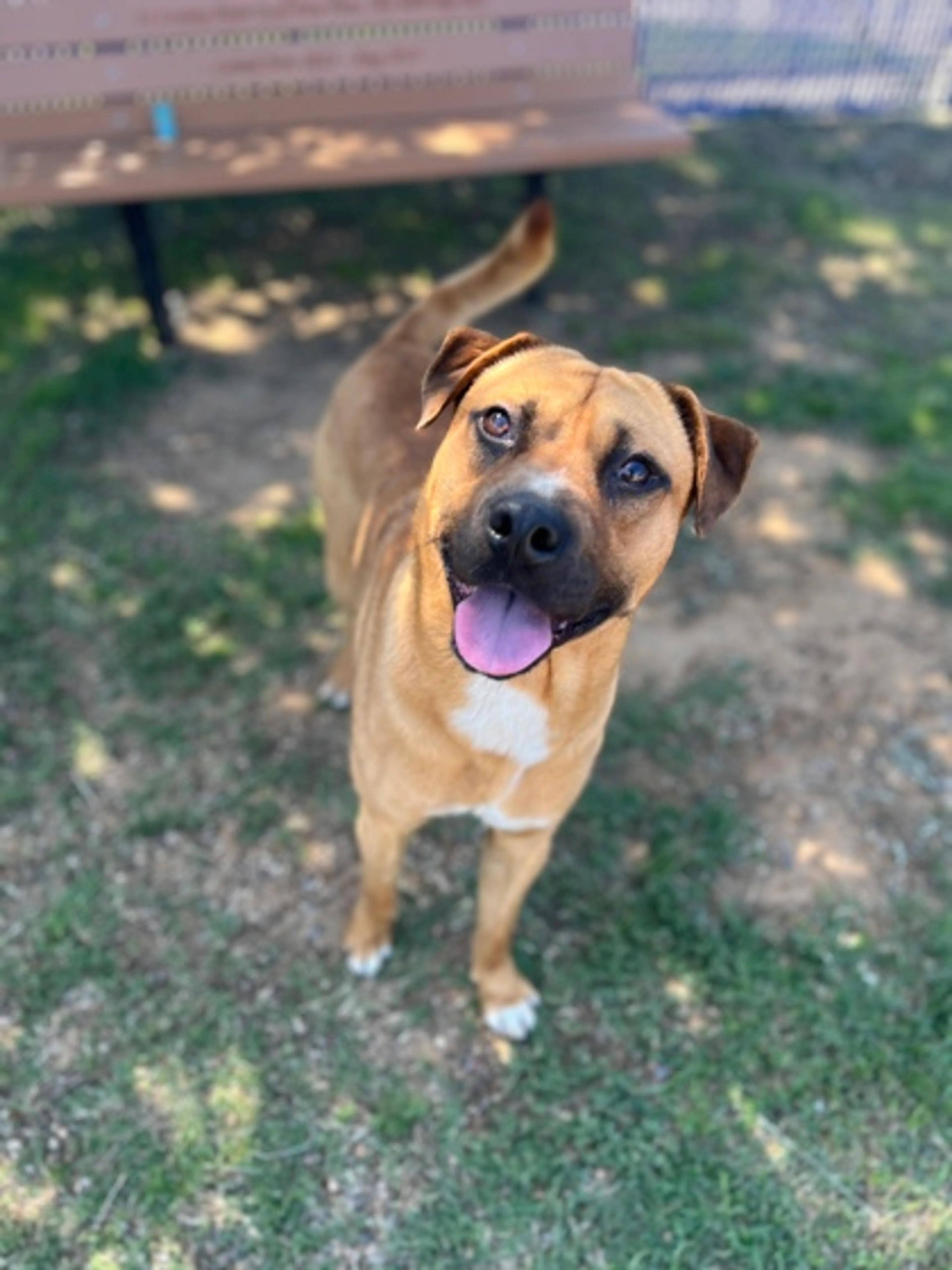 Found pet-2