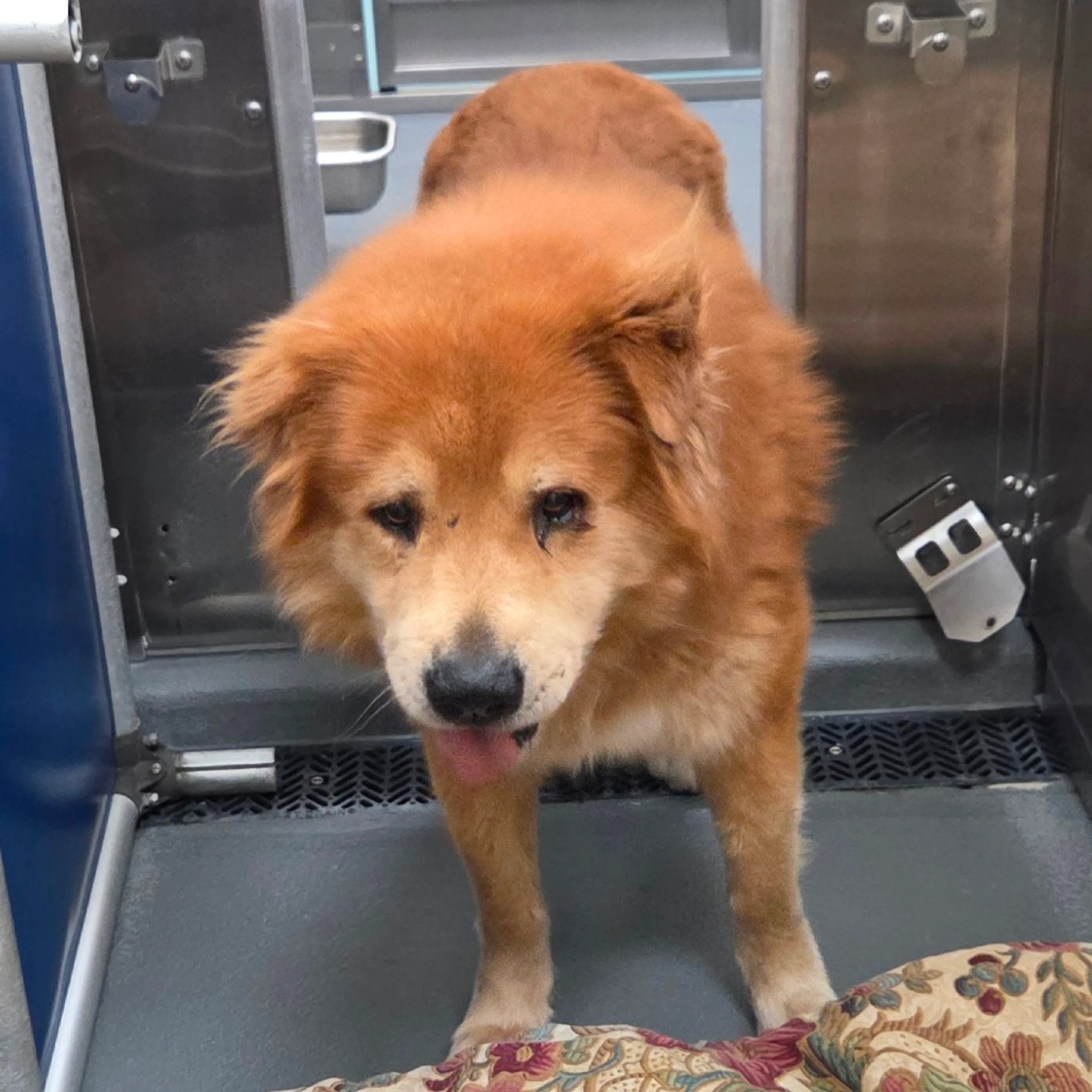 Found pet-2