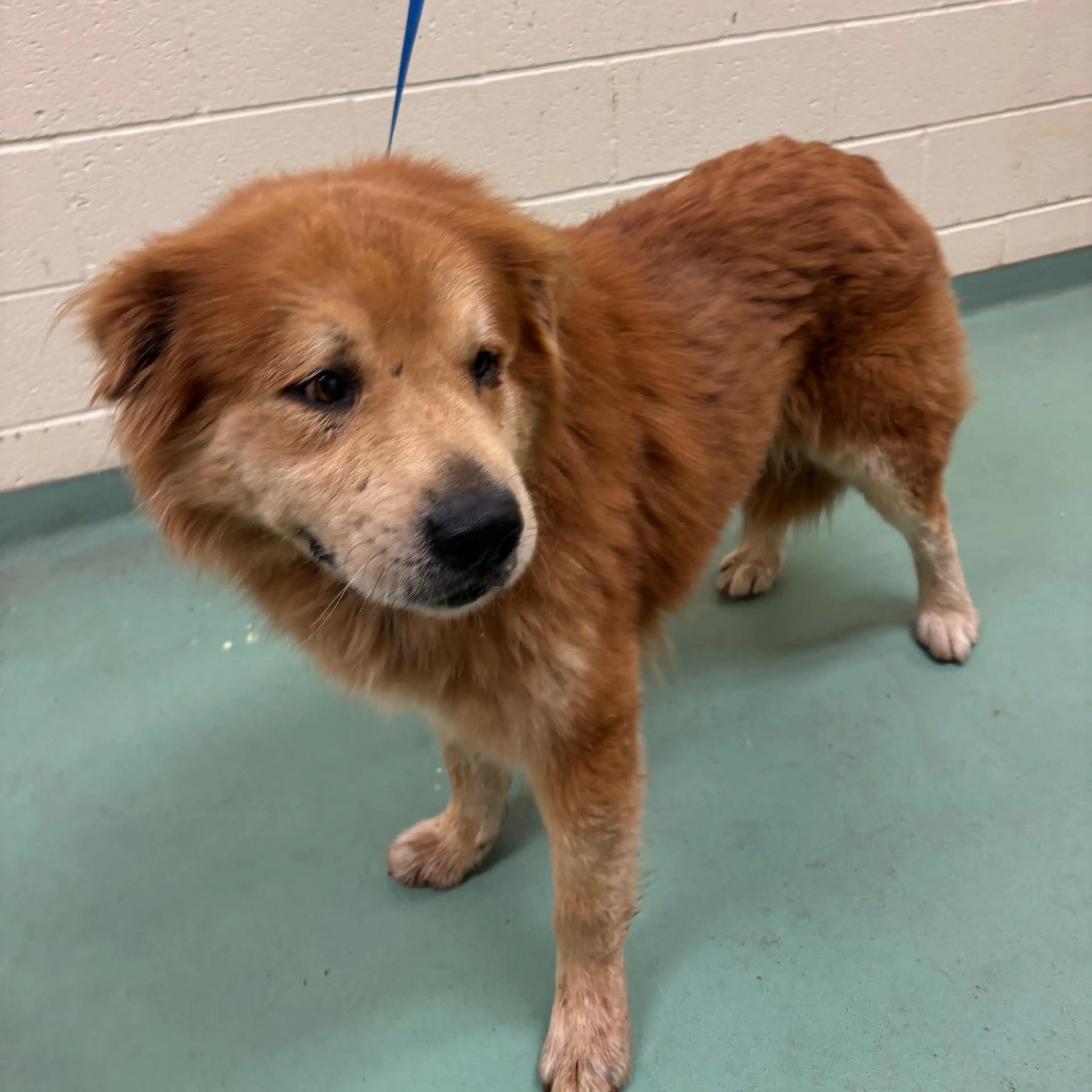 Found pet-1