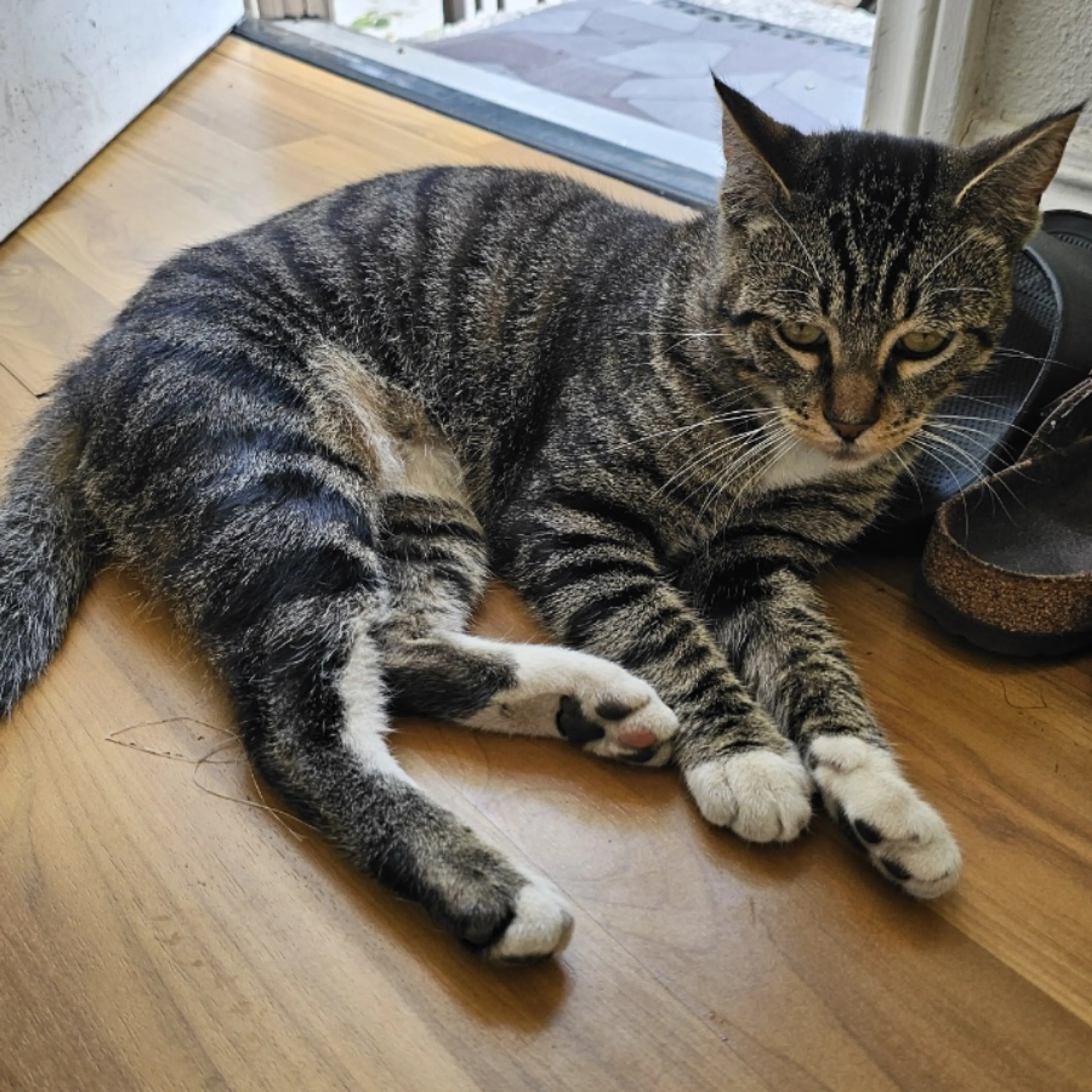 Found pet