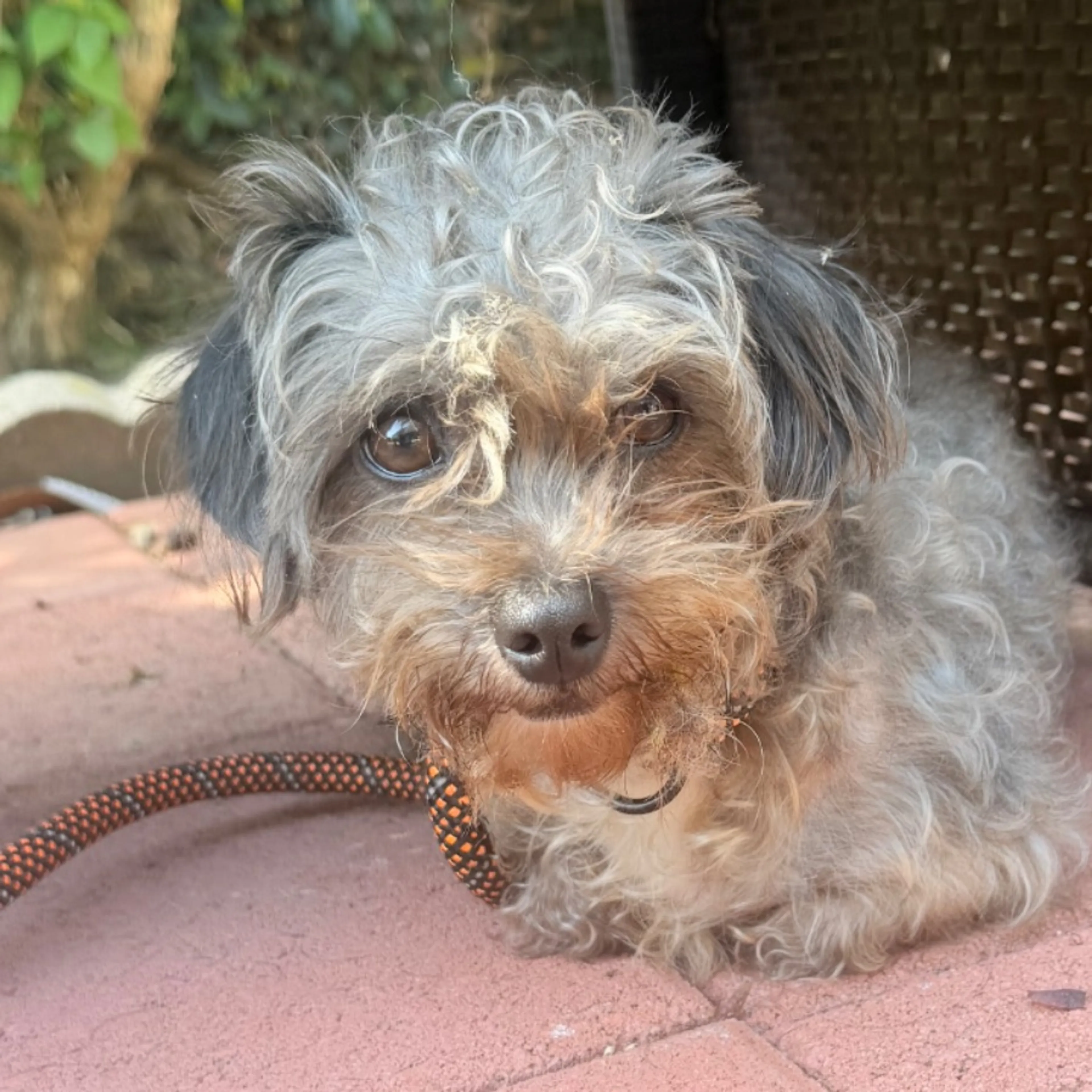 Found pet