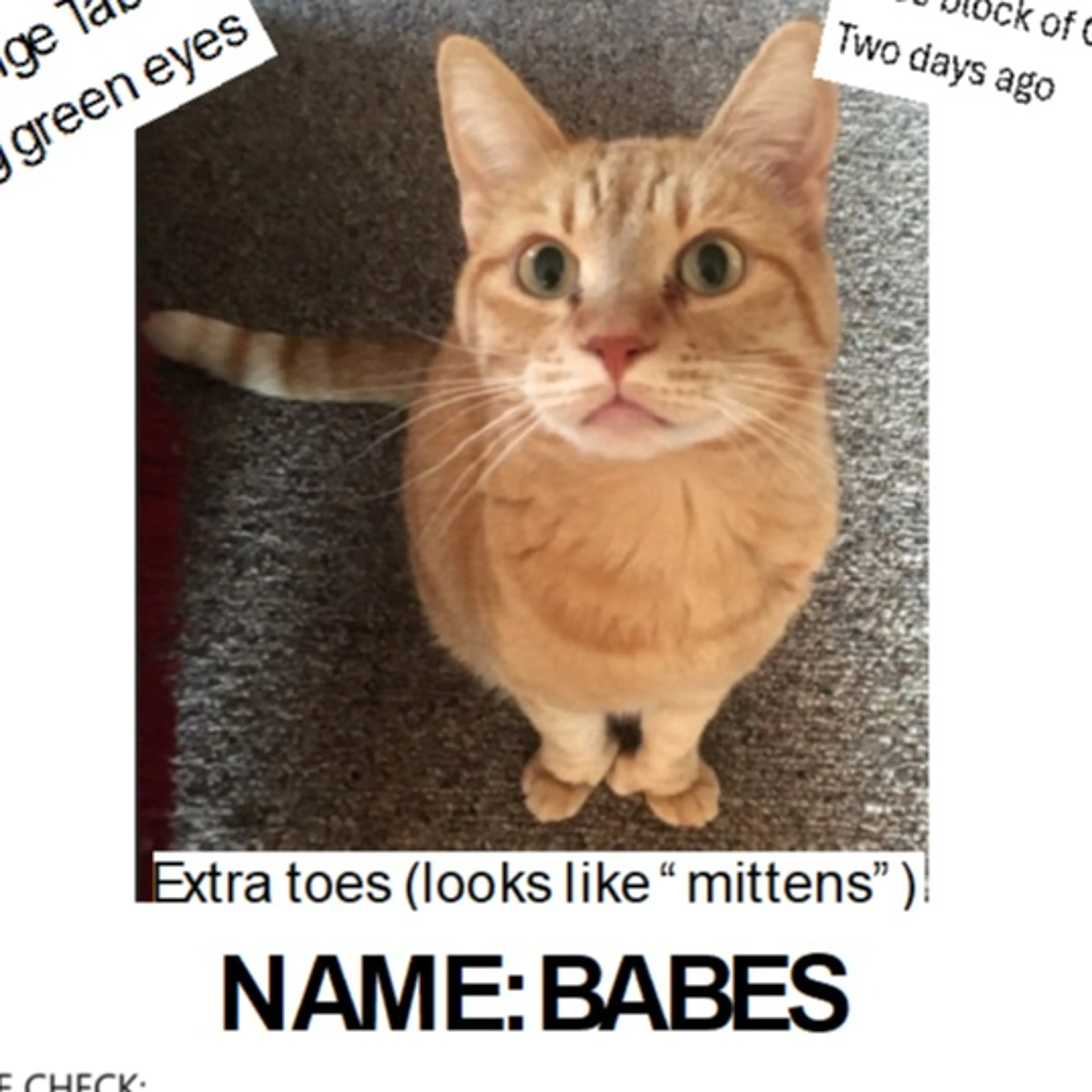 Lost pet