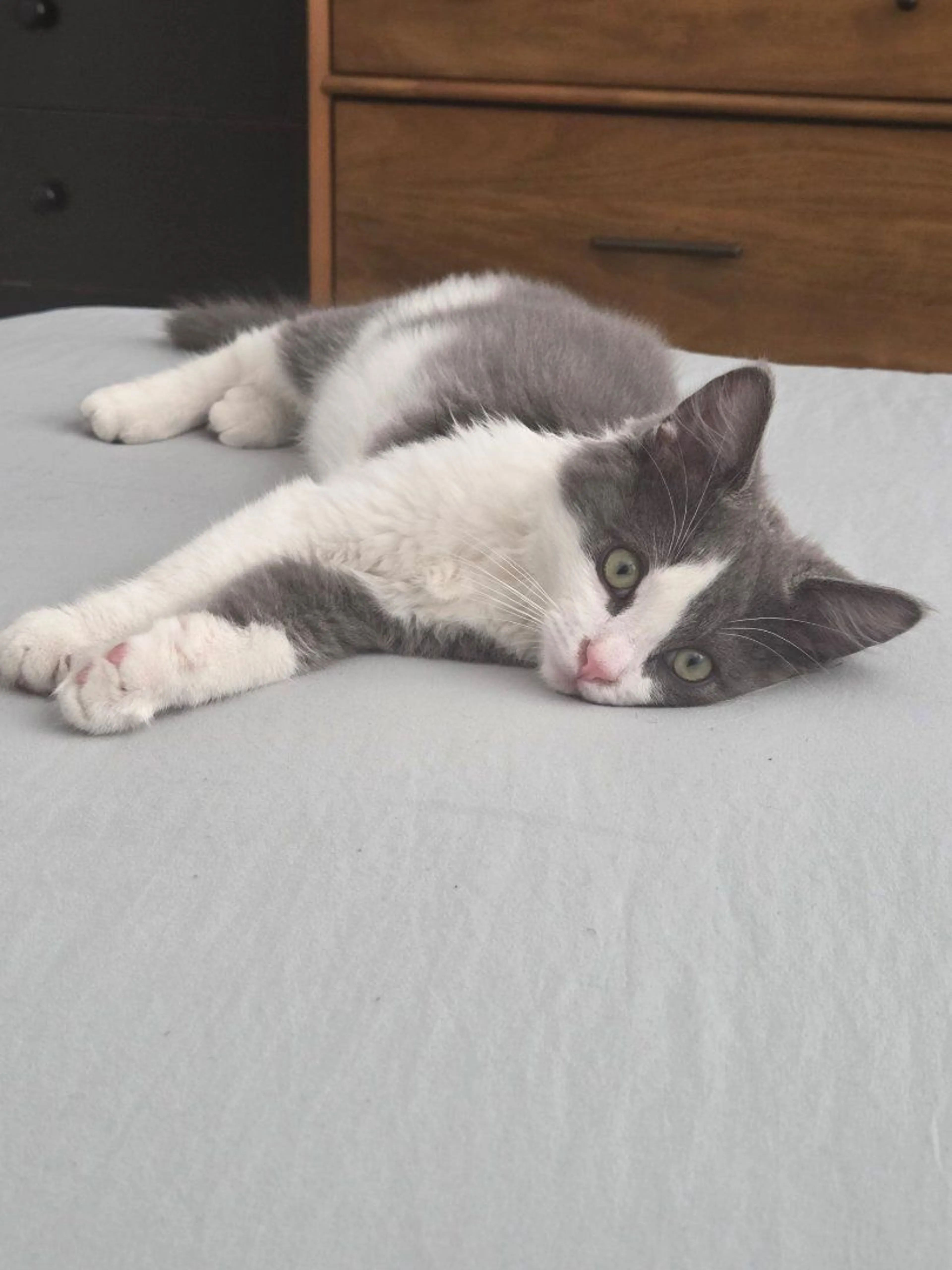 Lost pet