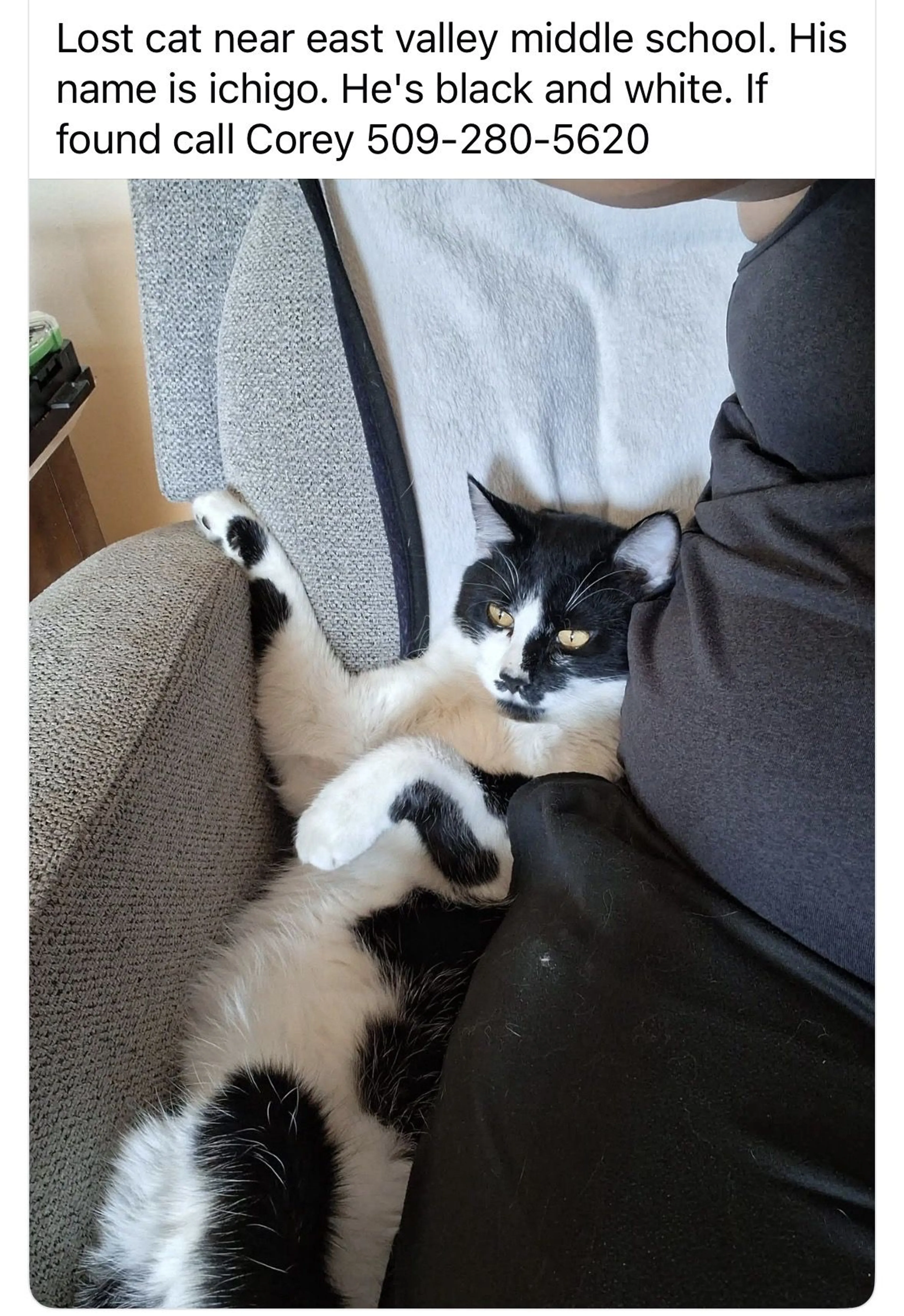 Lost pet