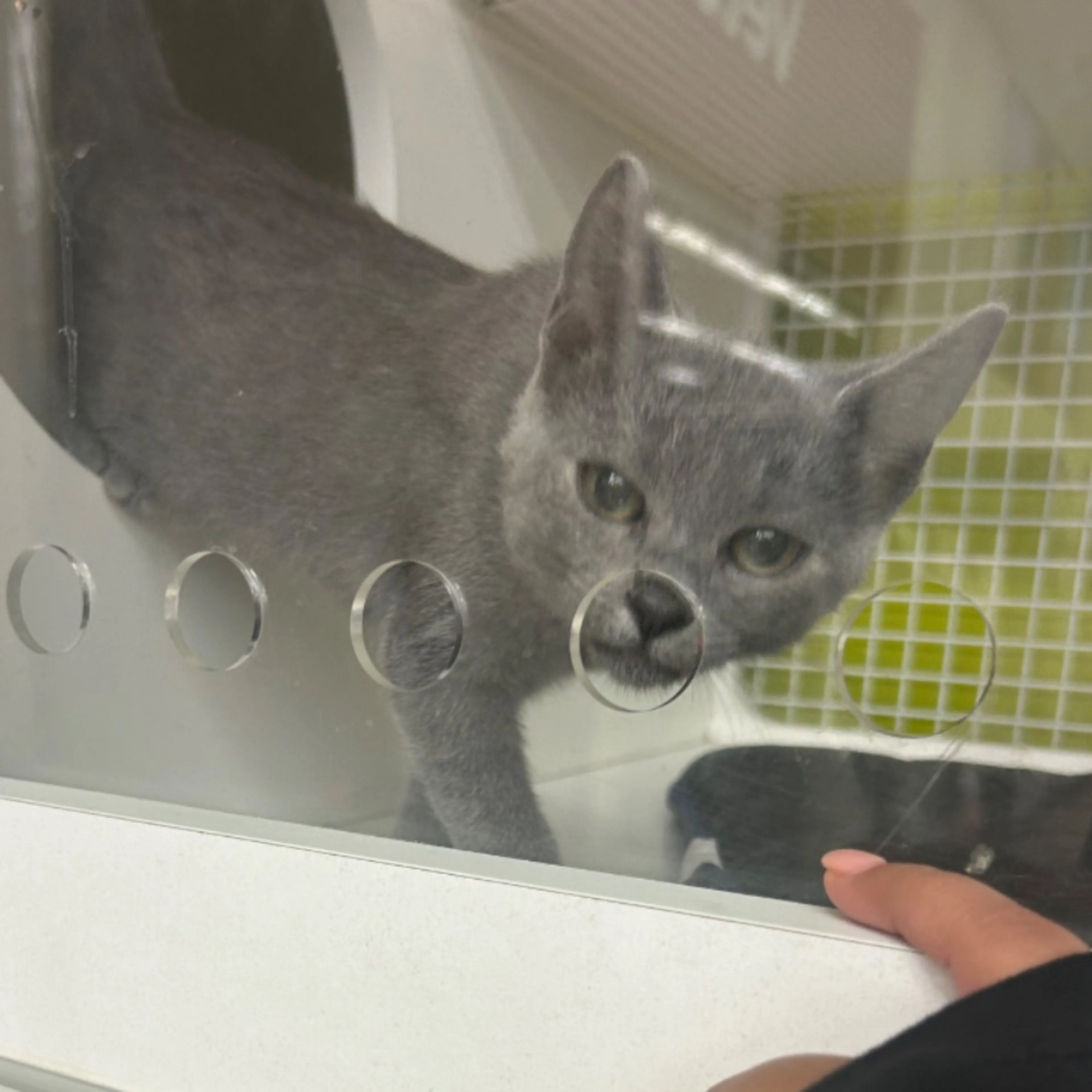 Lost pet-0