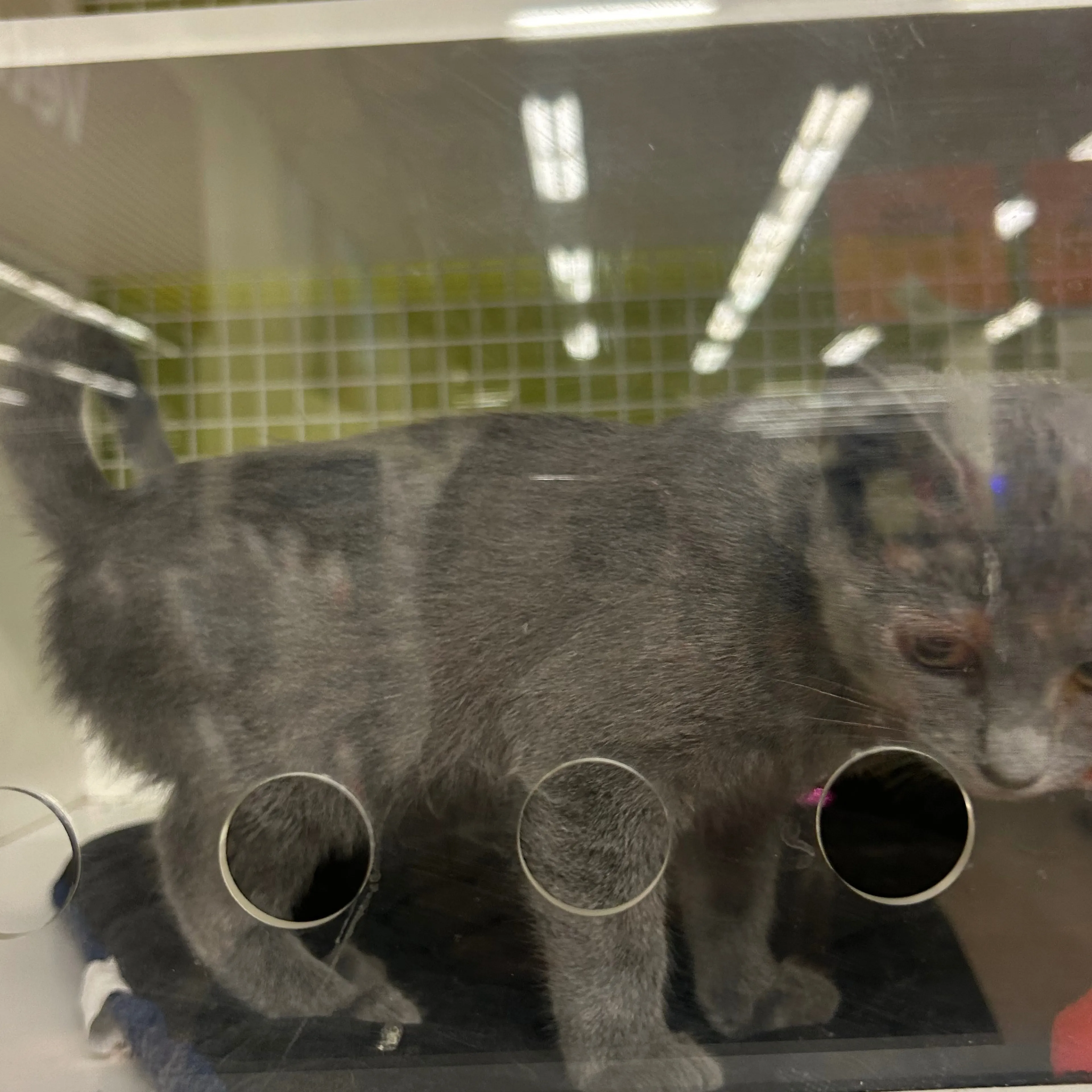 Lost pet-2