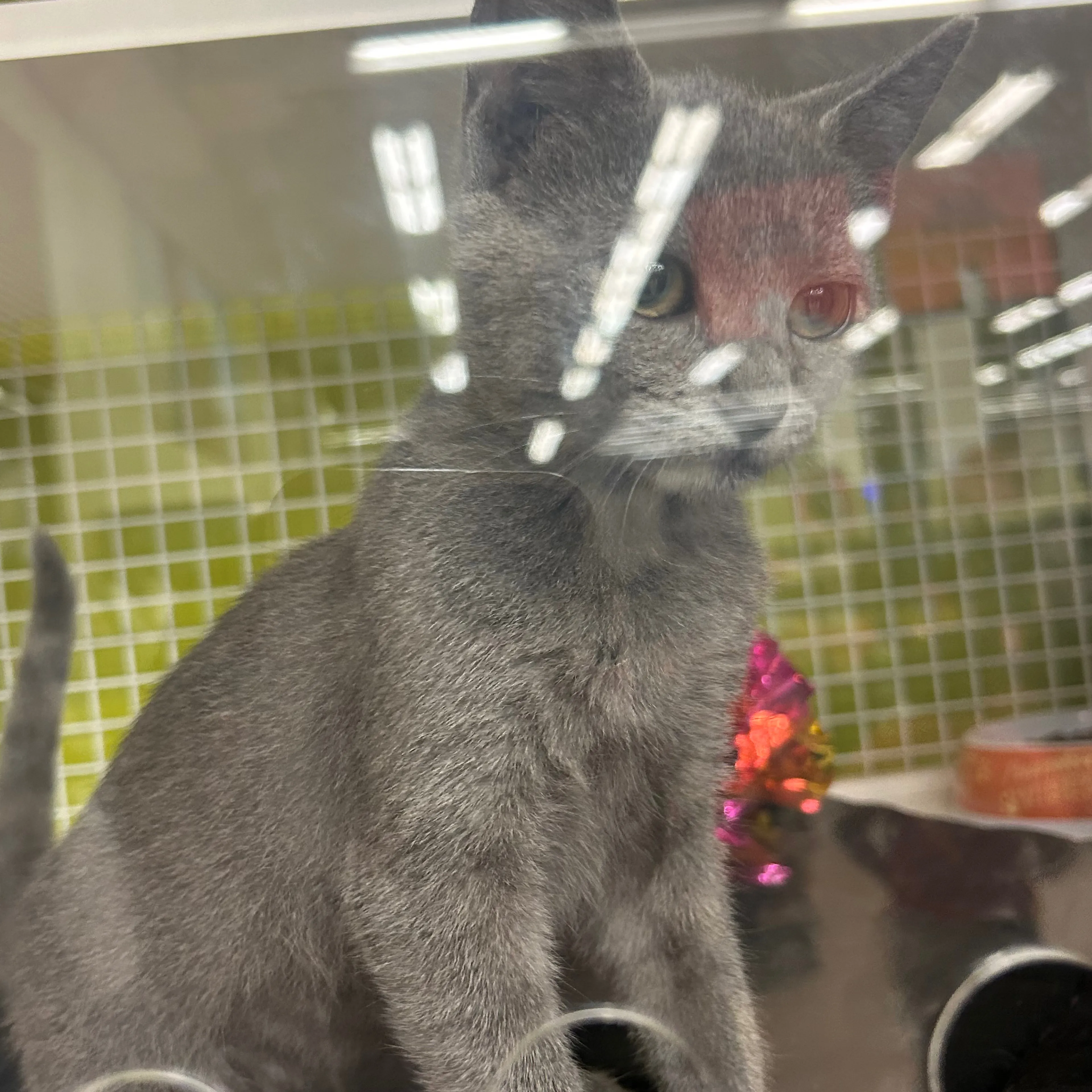 Lost pet-1