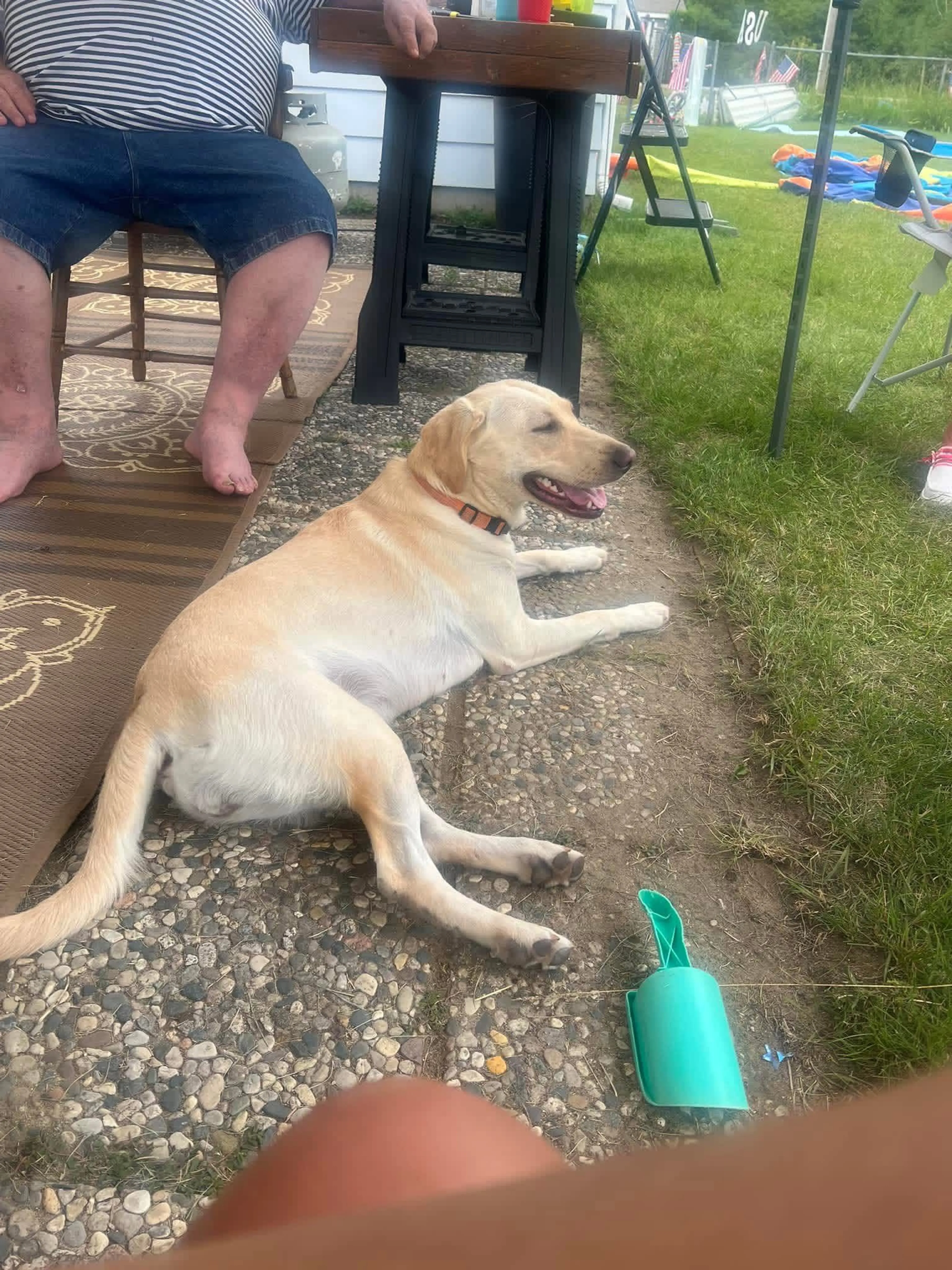 Lost pet