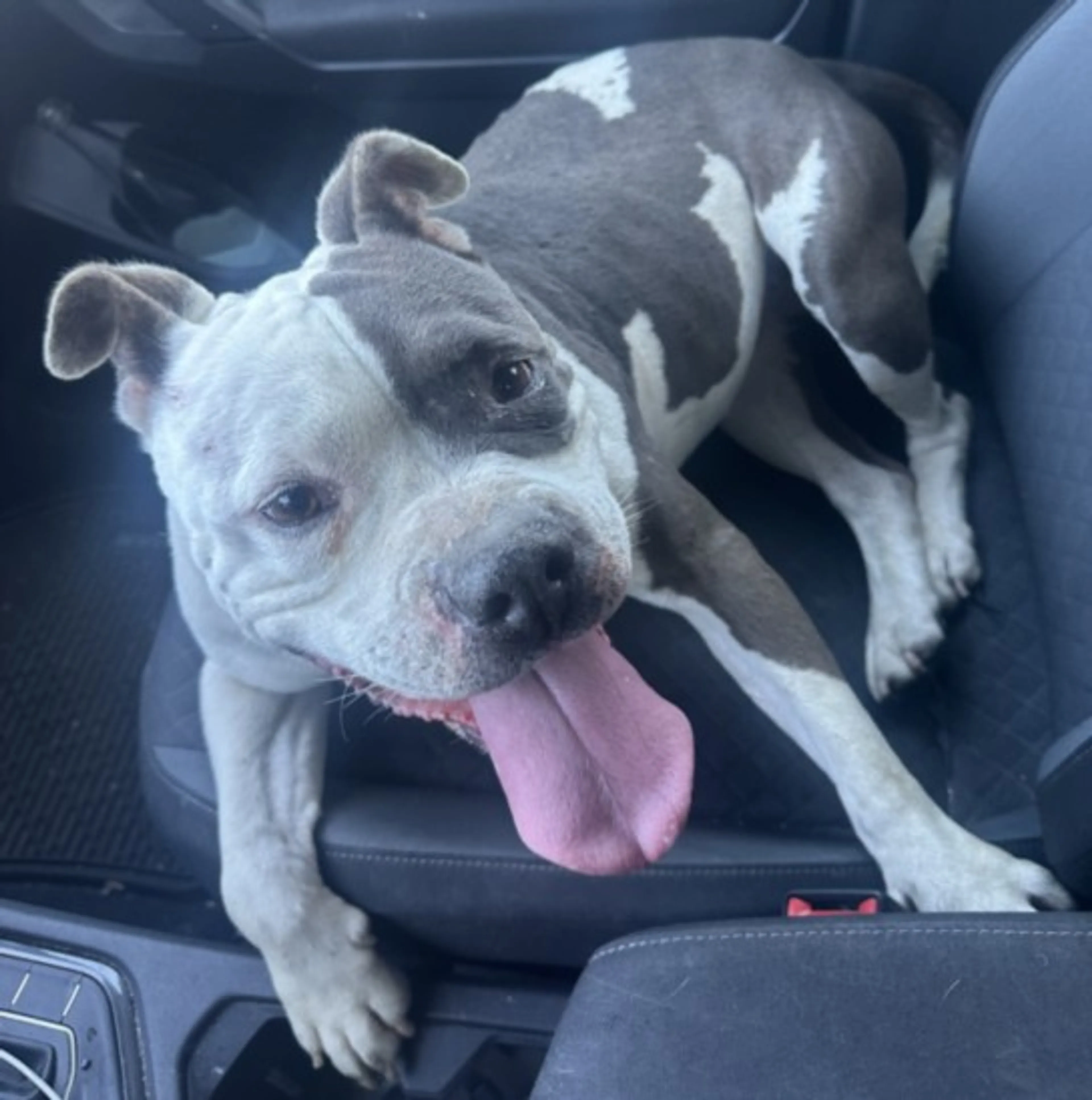 Found pet